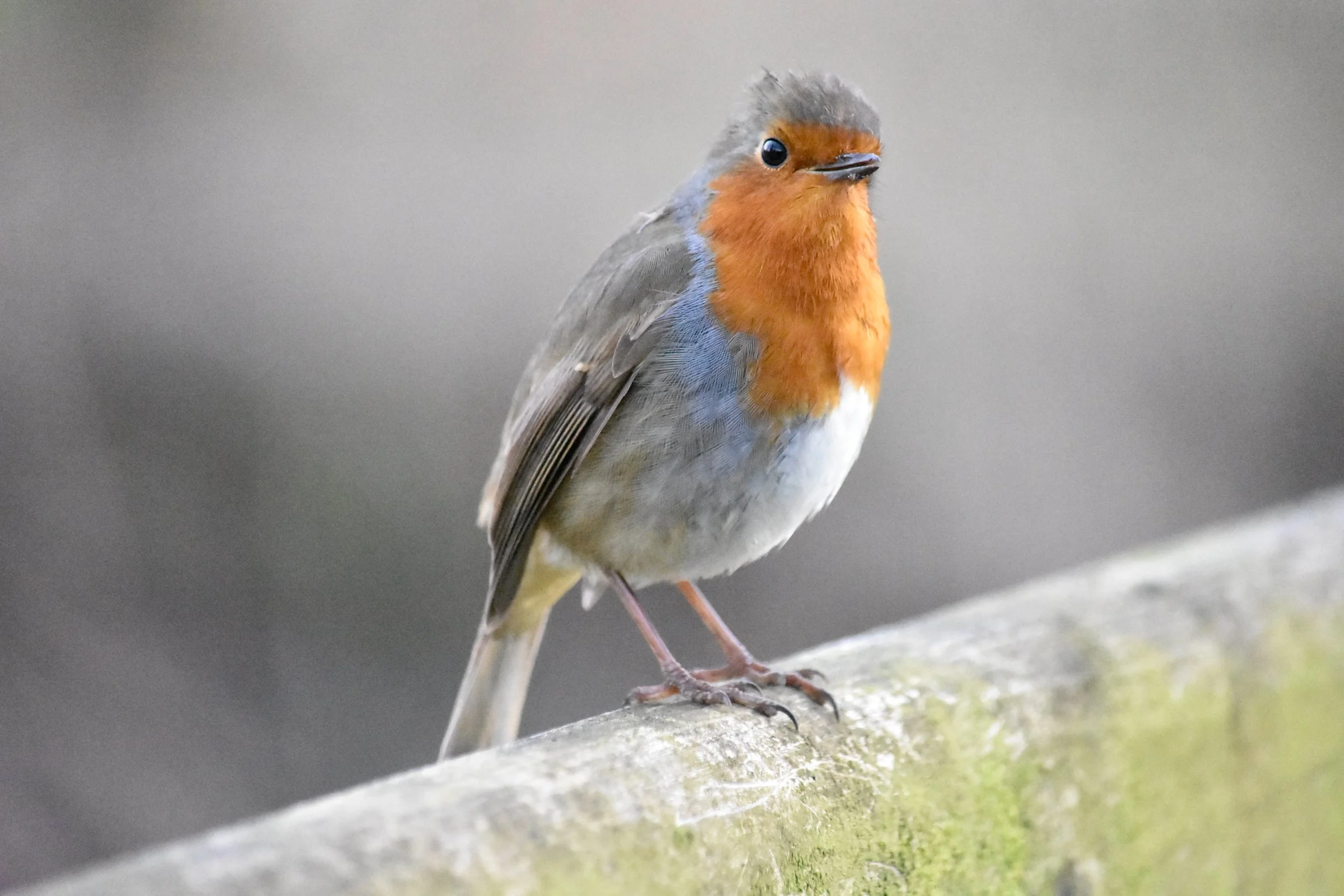 European robin bird perched on a mossy surface with a blurred background.