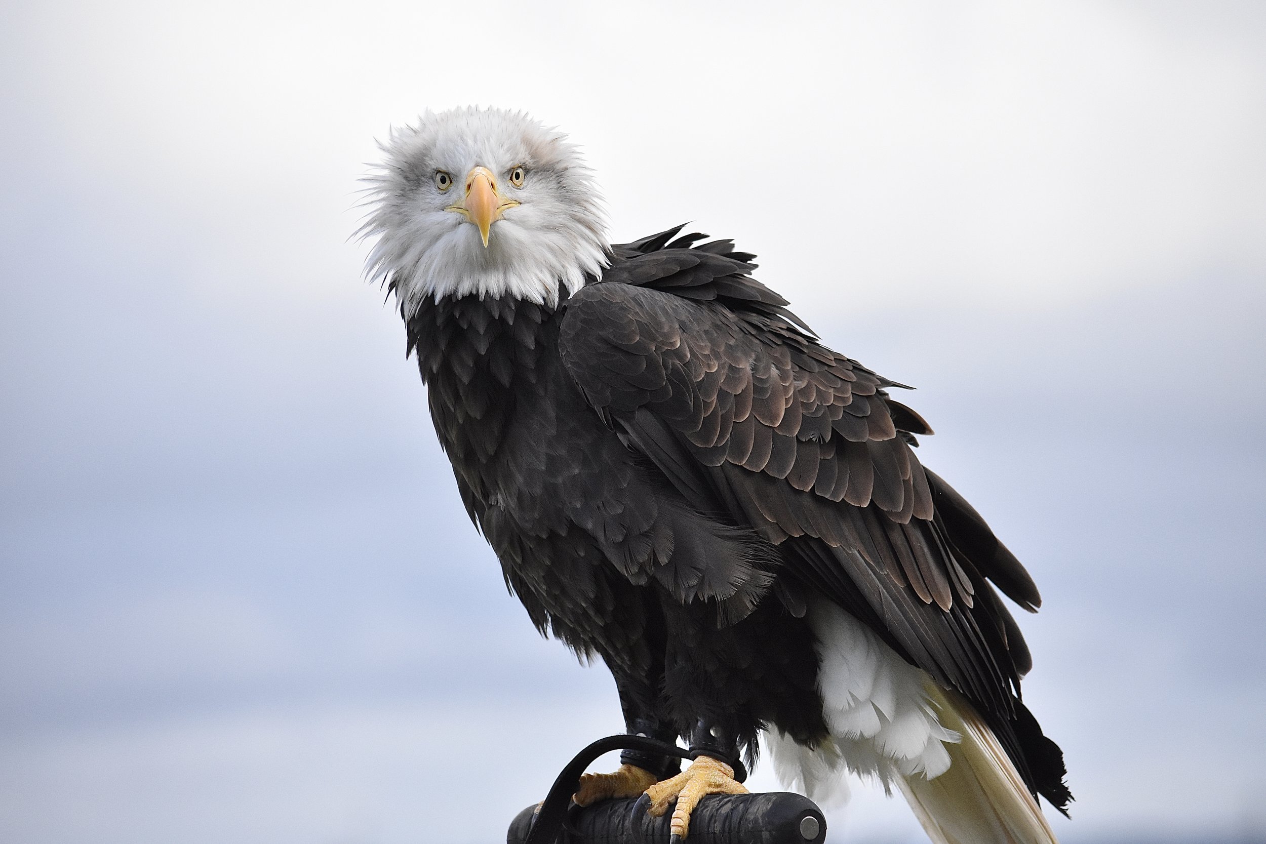 A majestic bald eagle perched on a branch against a cloudy sky.