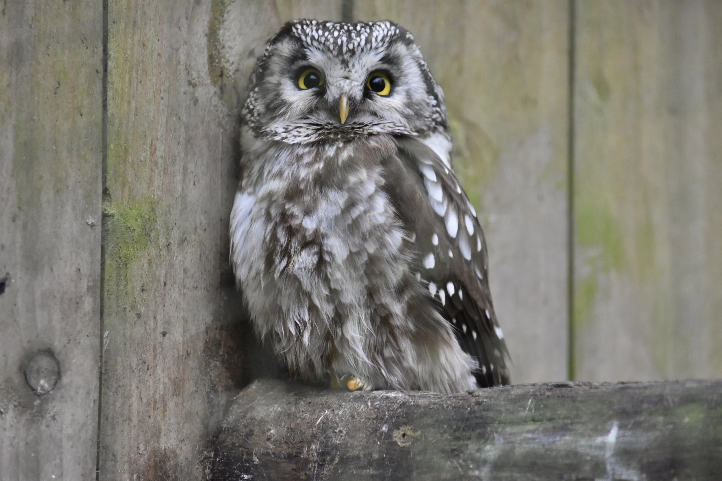 A small owl with gray and white plumage perched against a wooden surface.