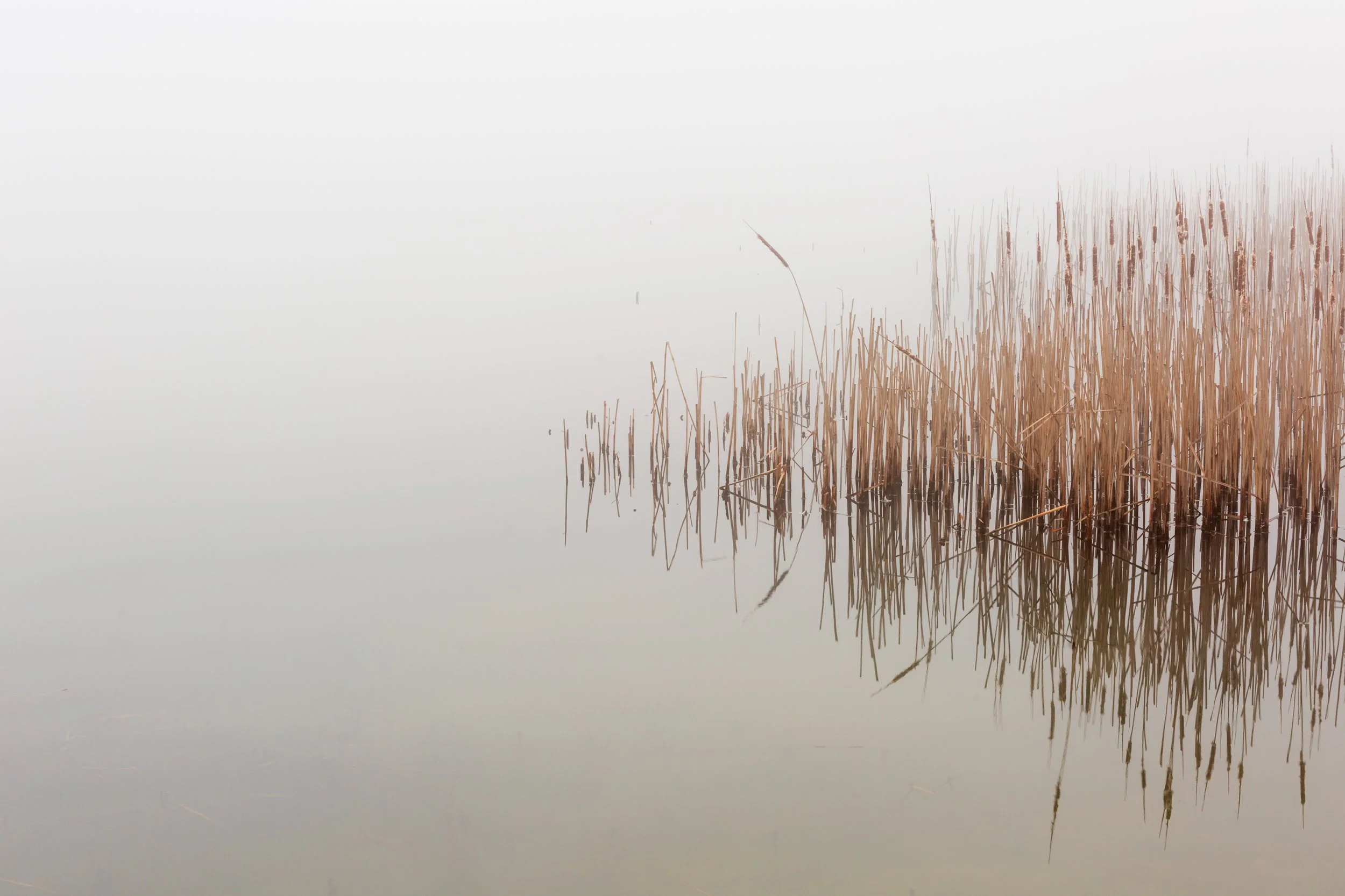 Reeds growing in calm, foggy water with their reflection visible, creating a serene and minimalistic scene.