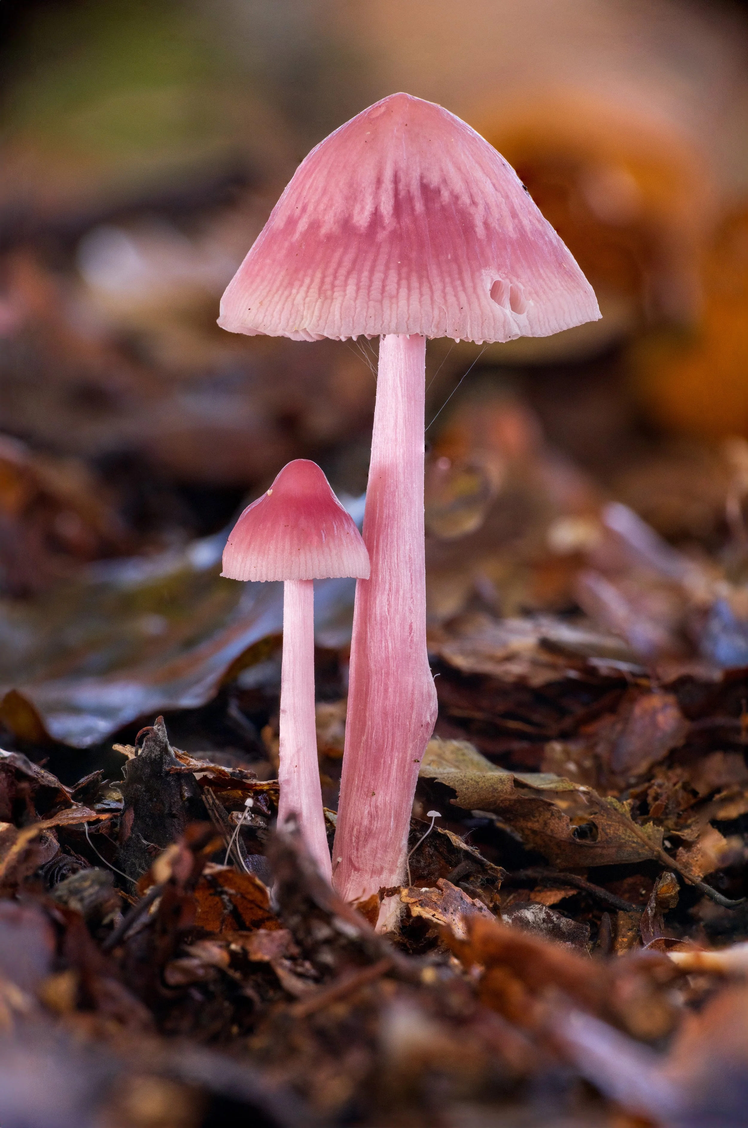 _R0A5342.jpg