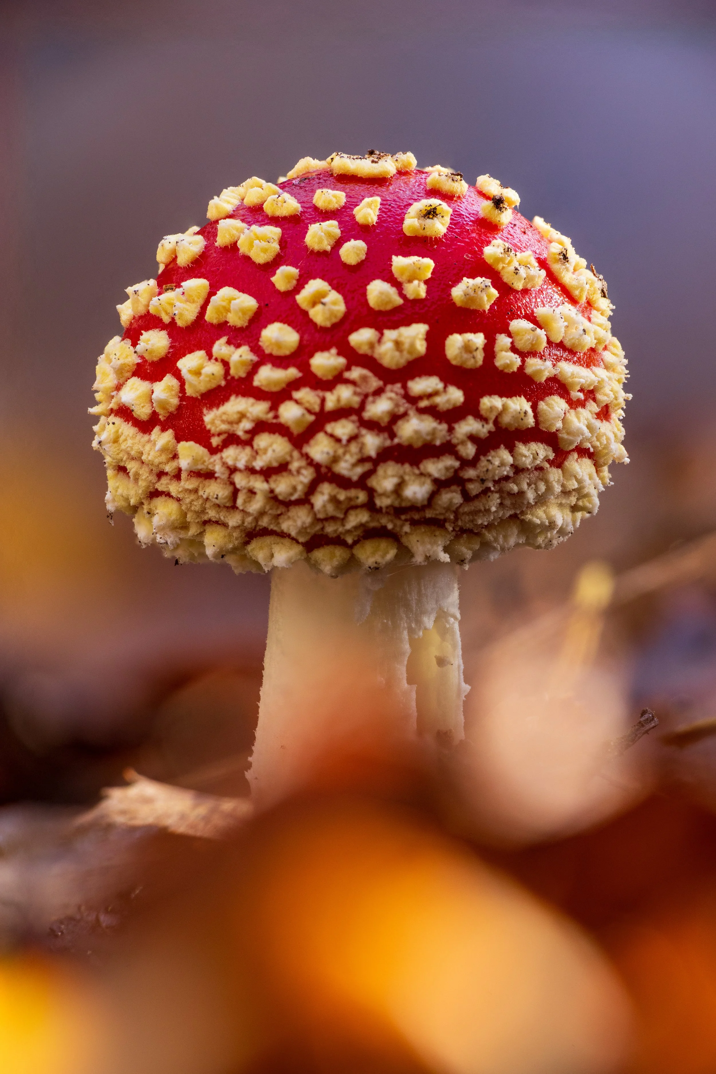 _R0A5551.jpg