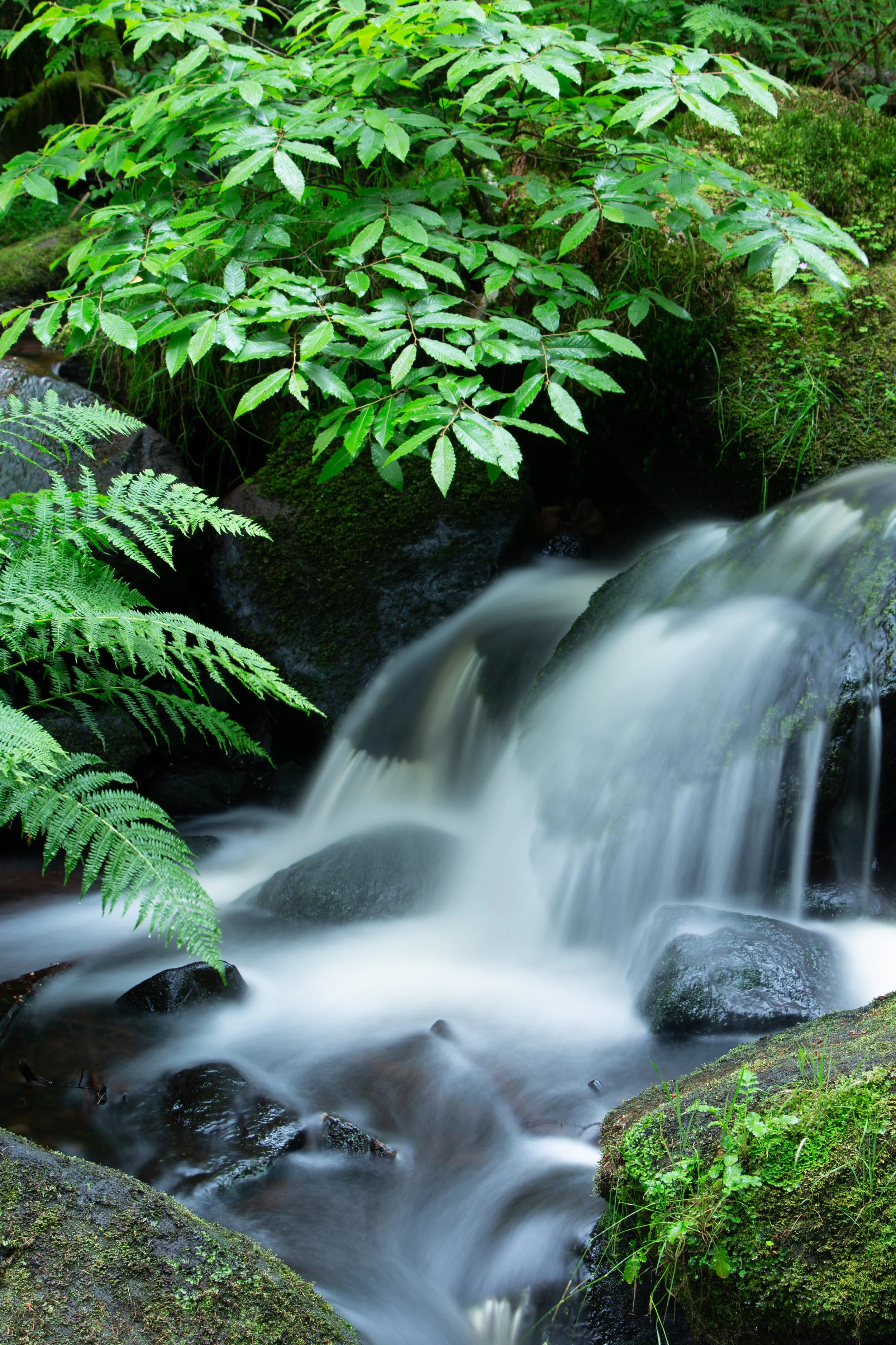 Flowing creek with moss-covered rocks surrounded by lush green ferns and foliage in a forest setting
