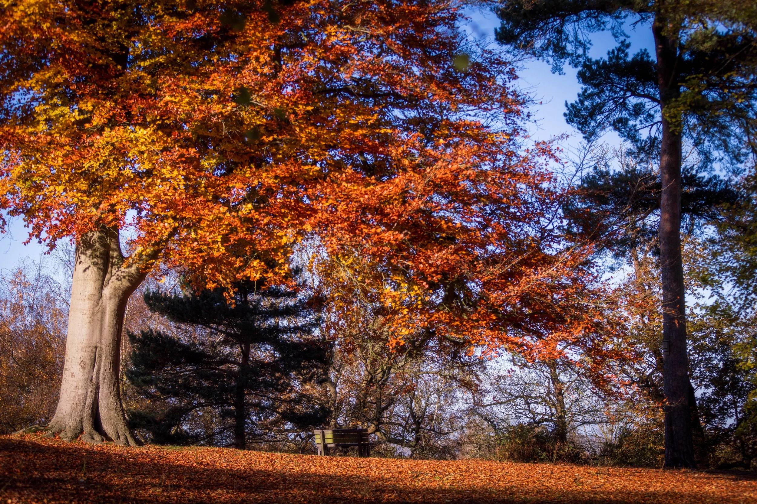 _R0A7545-Edit.jpg