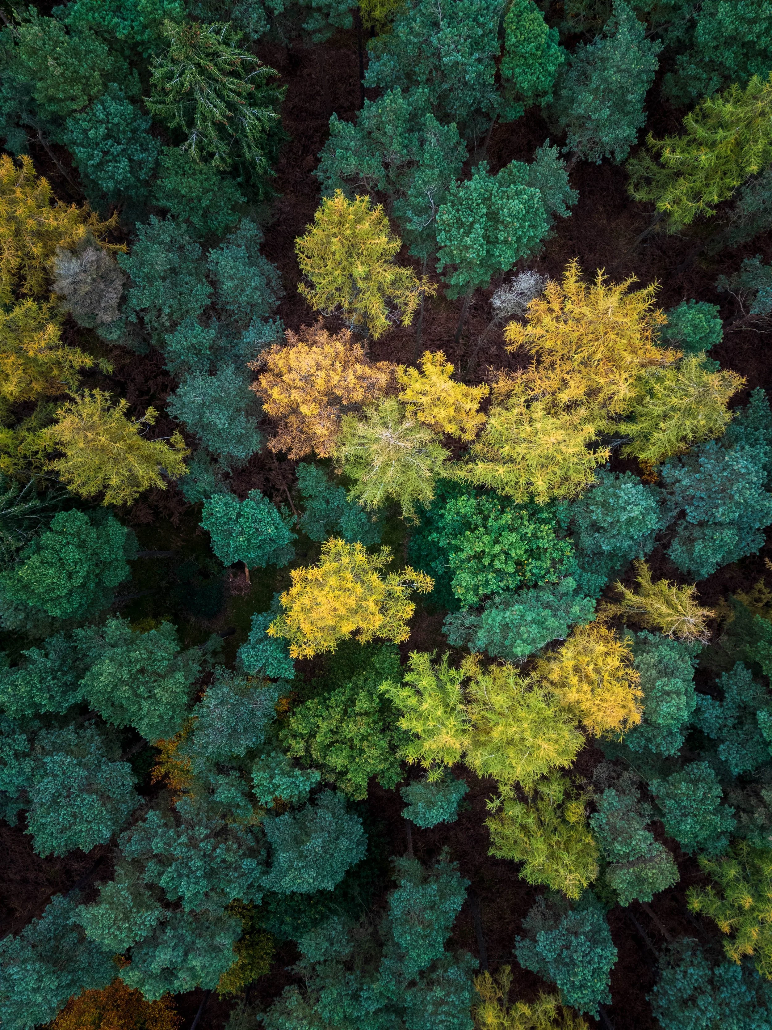 DJI_20241109122443_0164_D.jpg