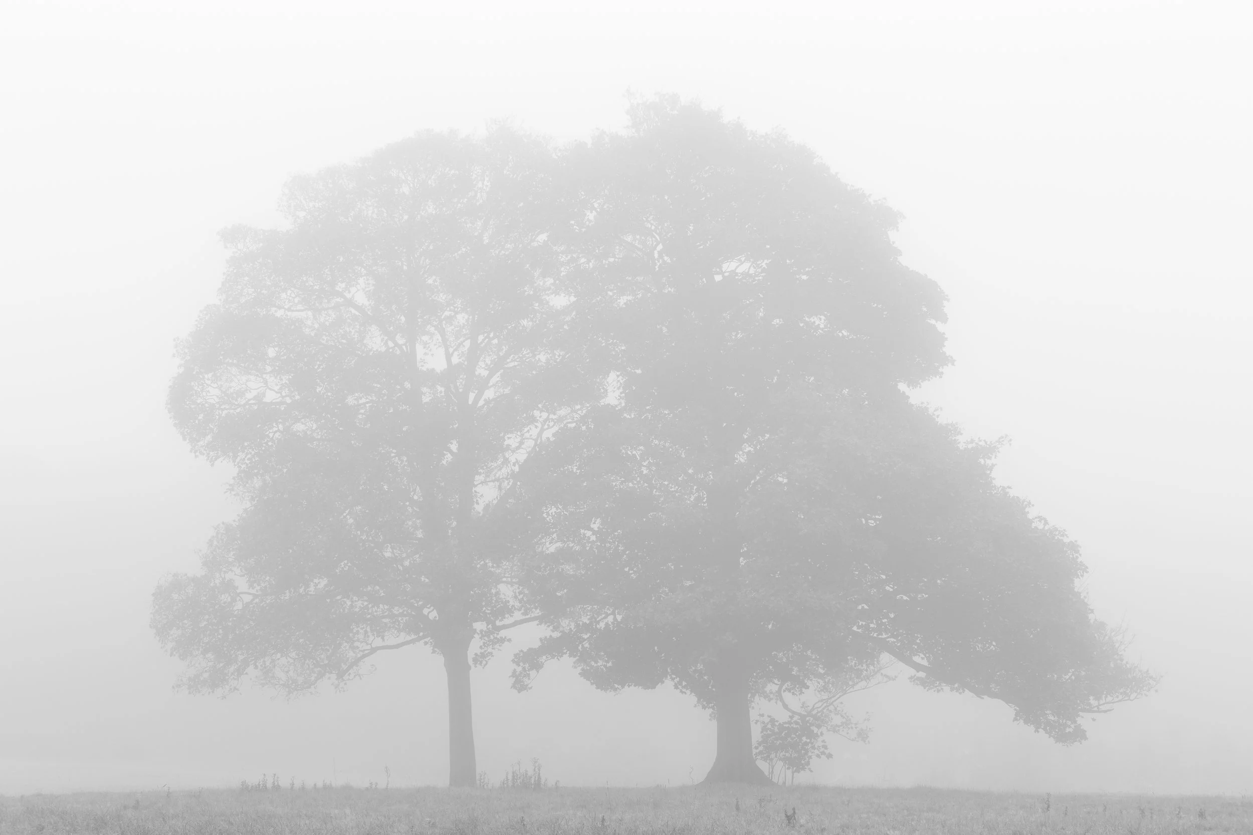 Two large trees with full canopies, partly obscured by fog on a grassy field.