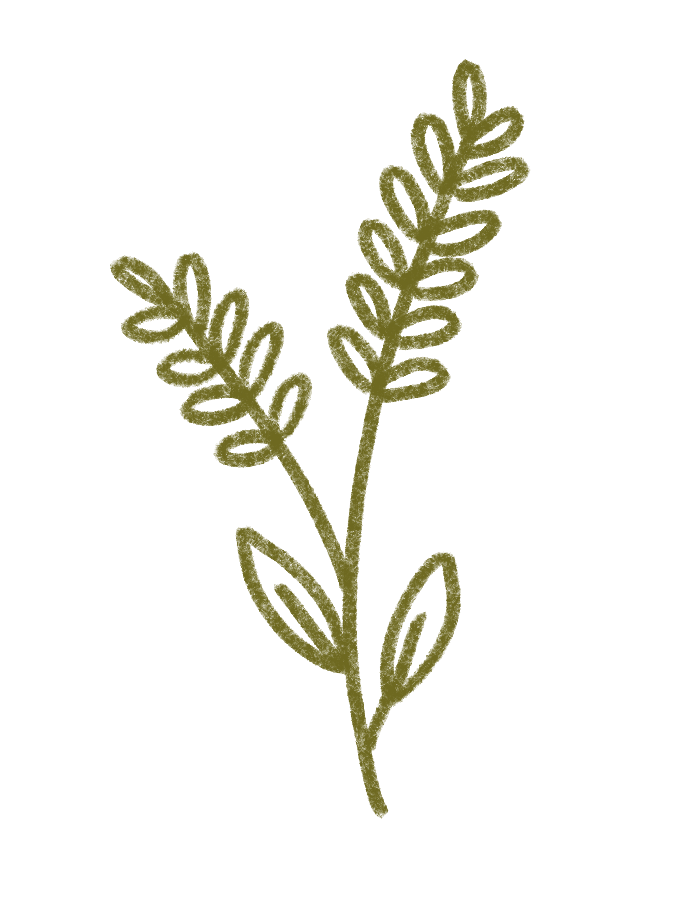 Dibujo de una planta con hojas pequeñas y ramas delgadas, en color verde oliva.