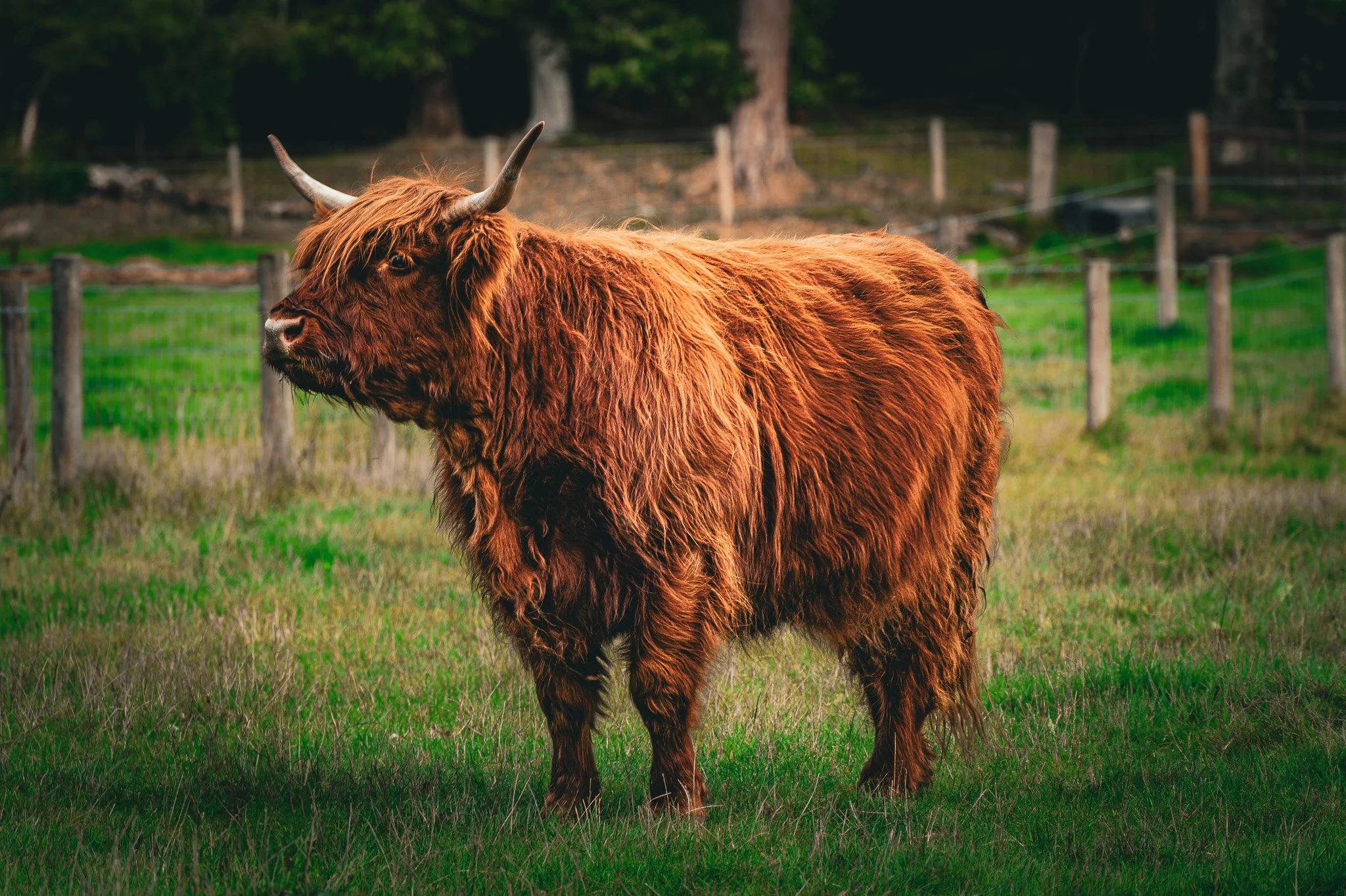Balmoral Cow.jpg