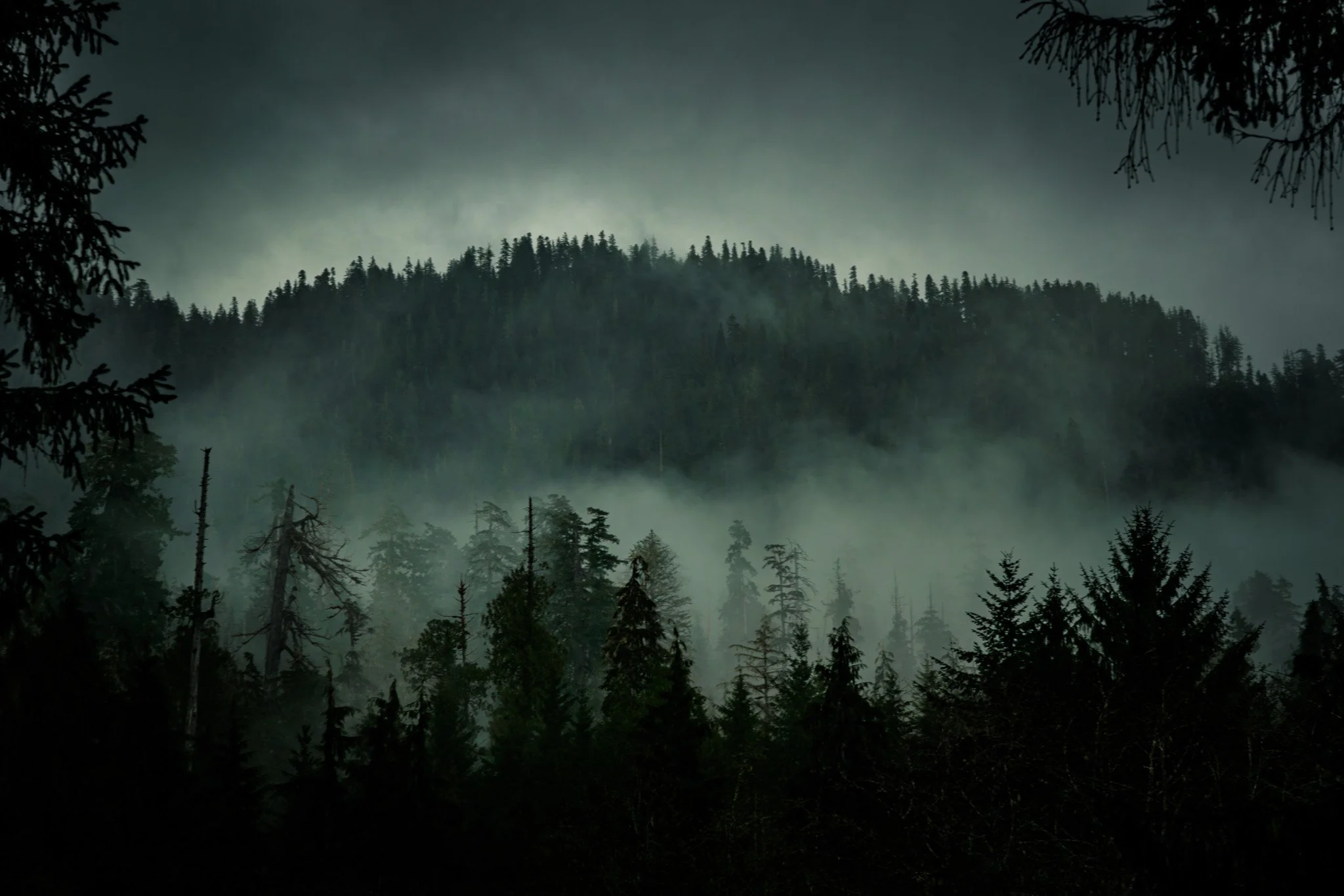 Quinault Rain Forest.jpg