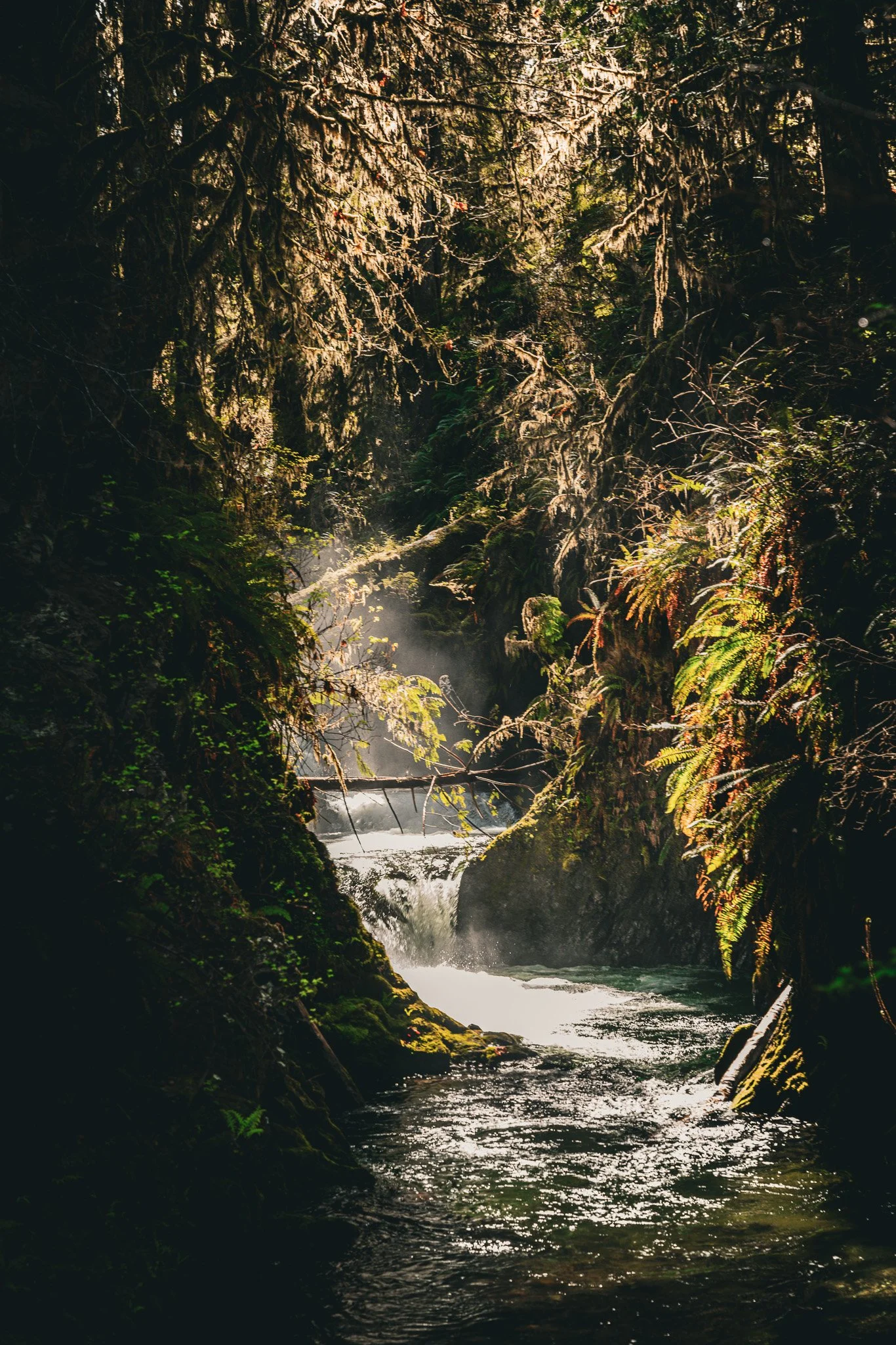 Quinault River.jpg
