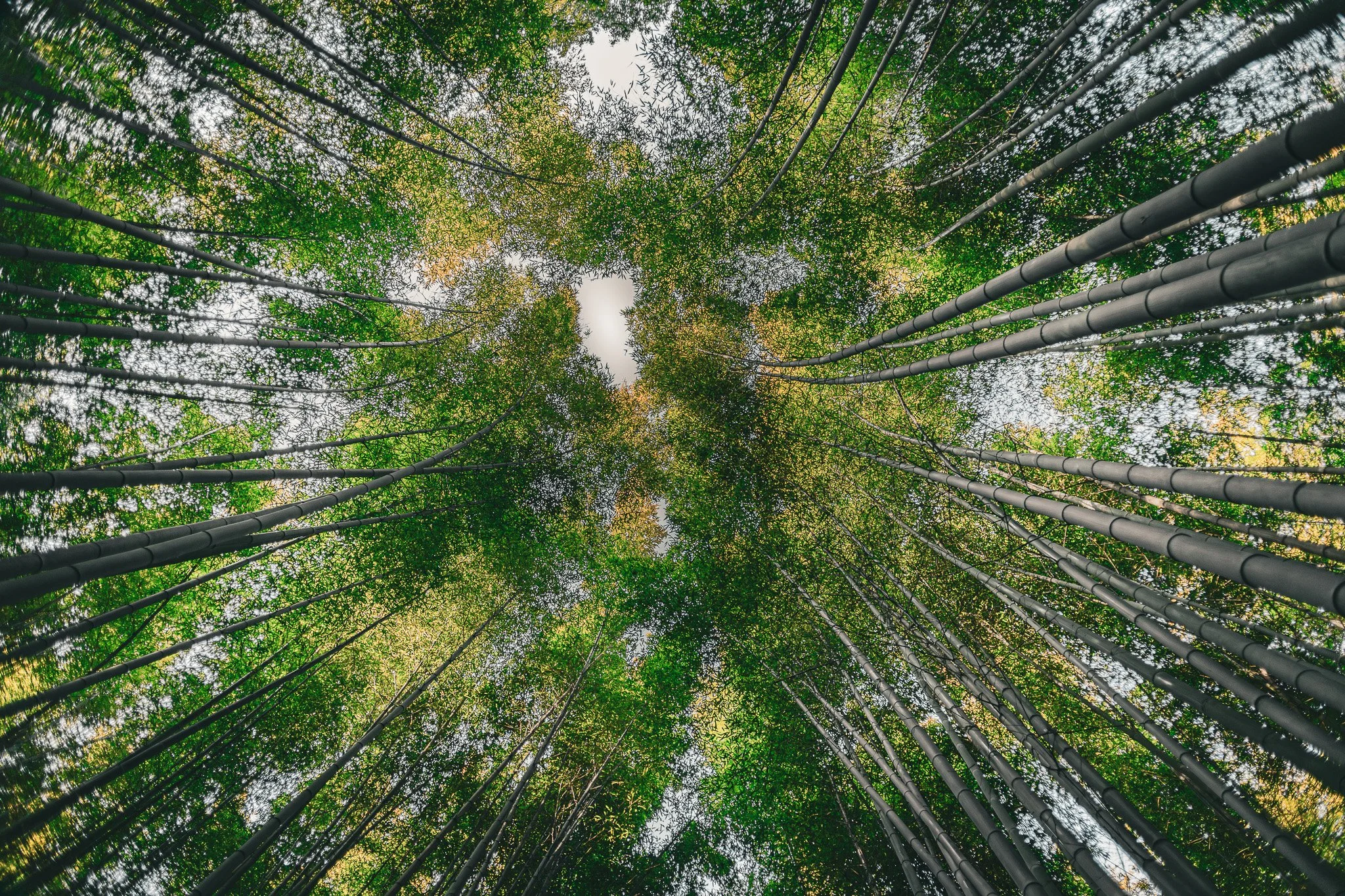 Arashiyama.jpg