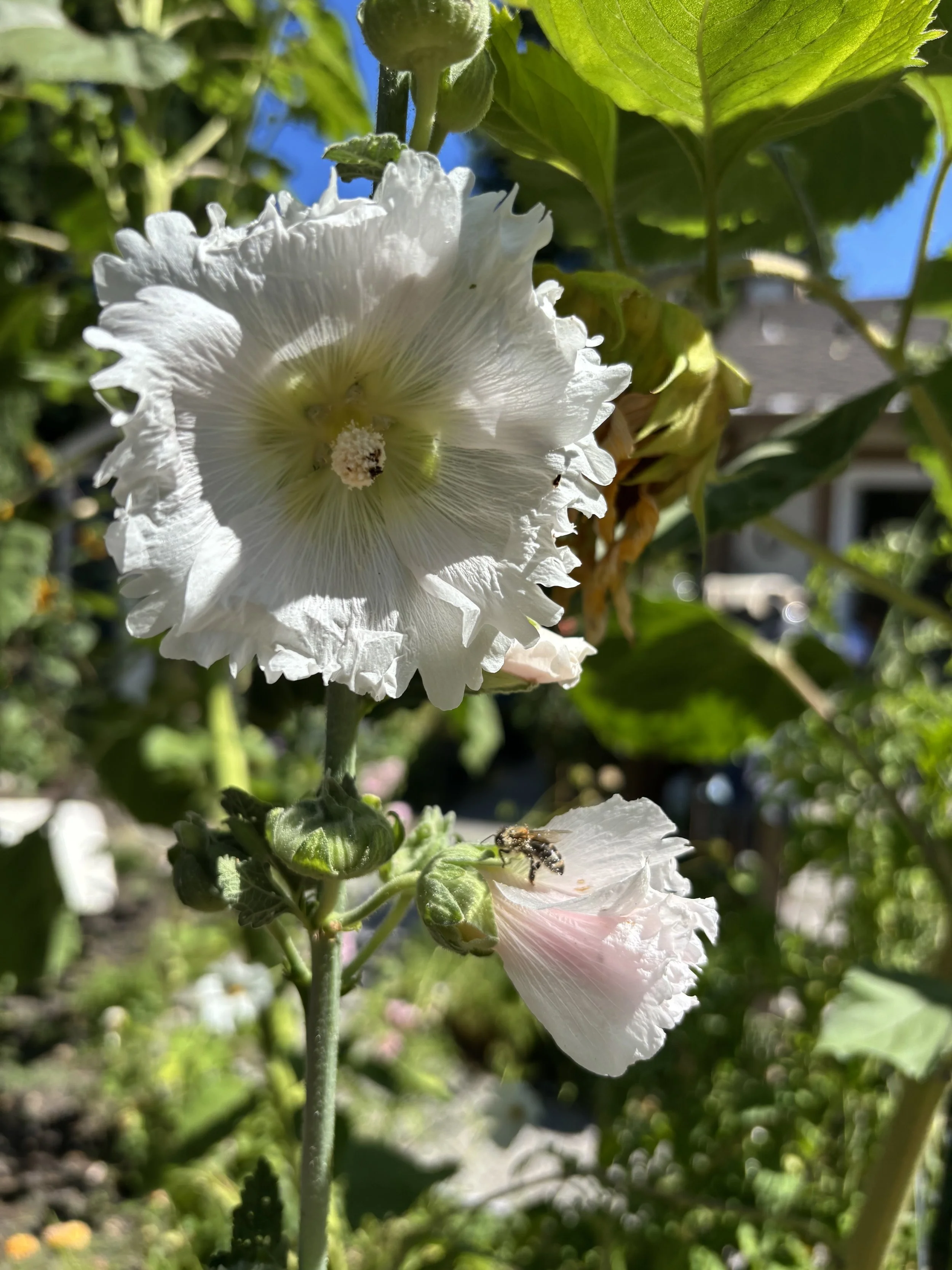 IMG_5648.jpeg