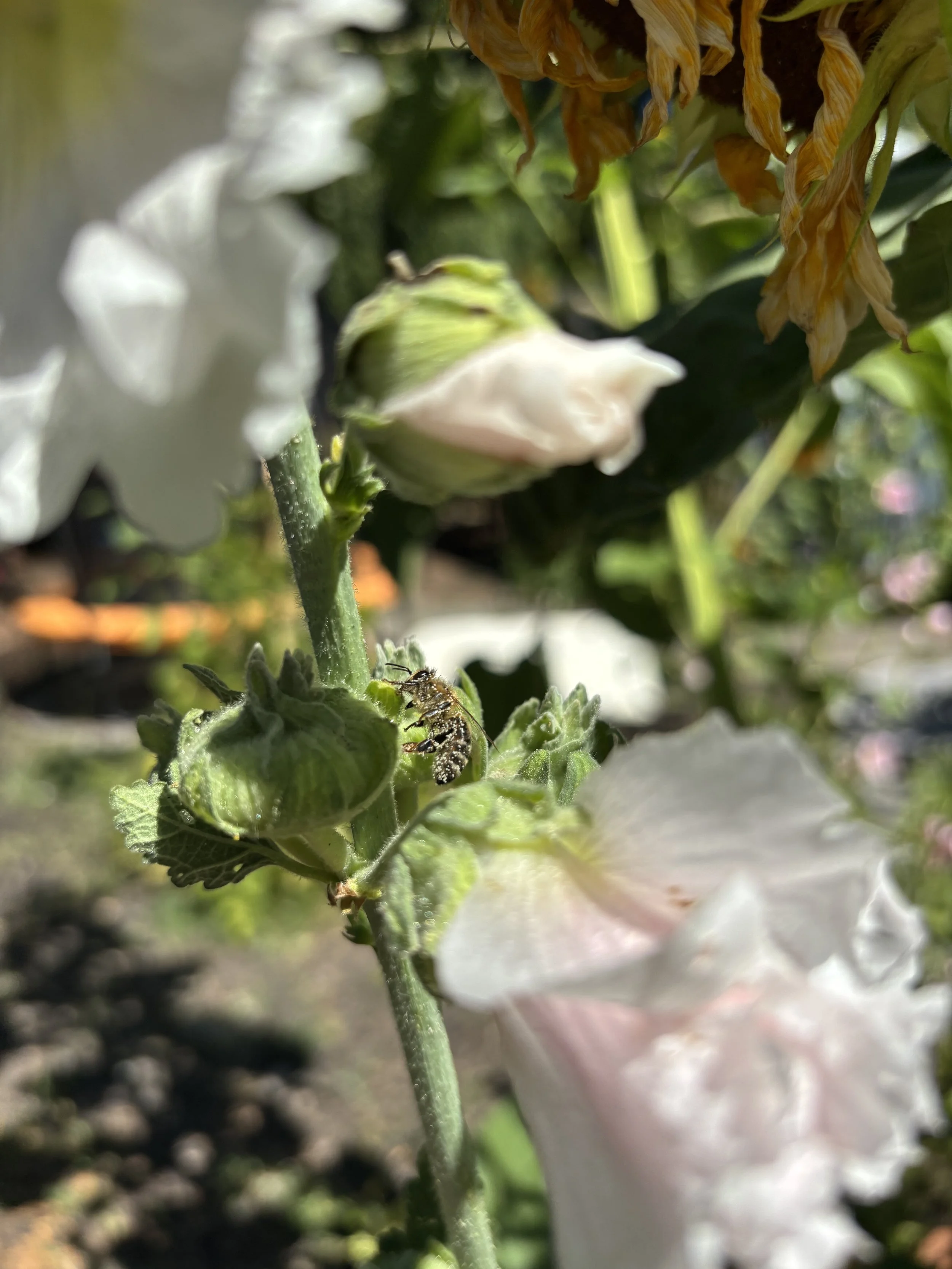IMG_5653.jpeg