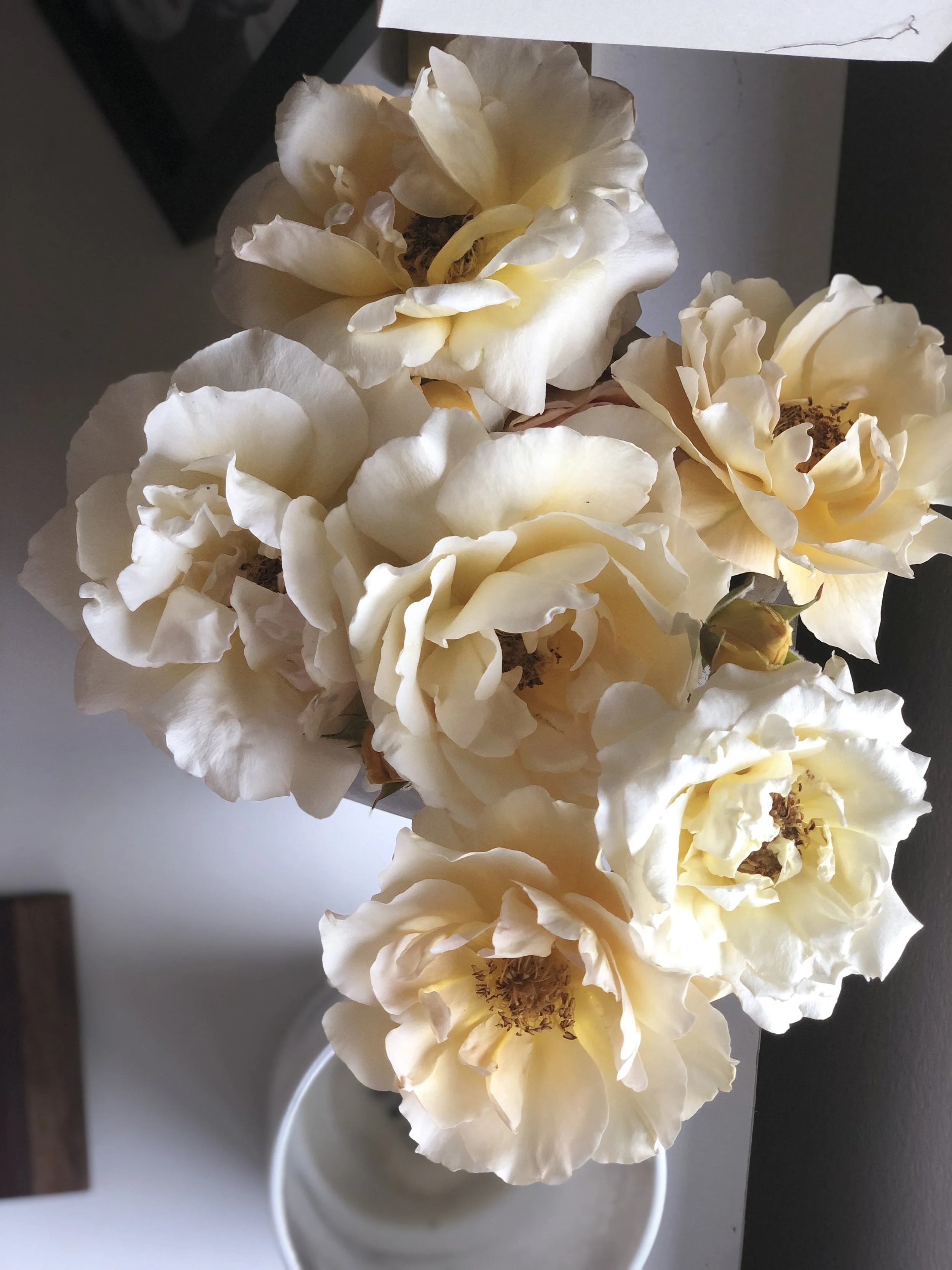 67539501625__3BF7F13F-09C5-46D5-812C-E1D94372D3F4.fullsizerender.jpeg