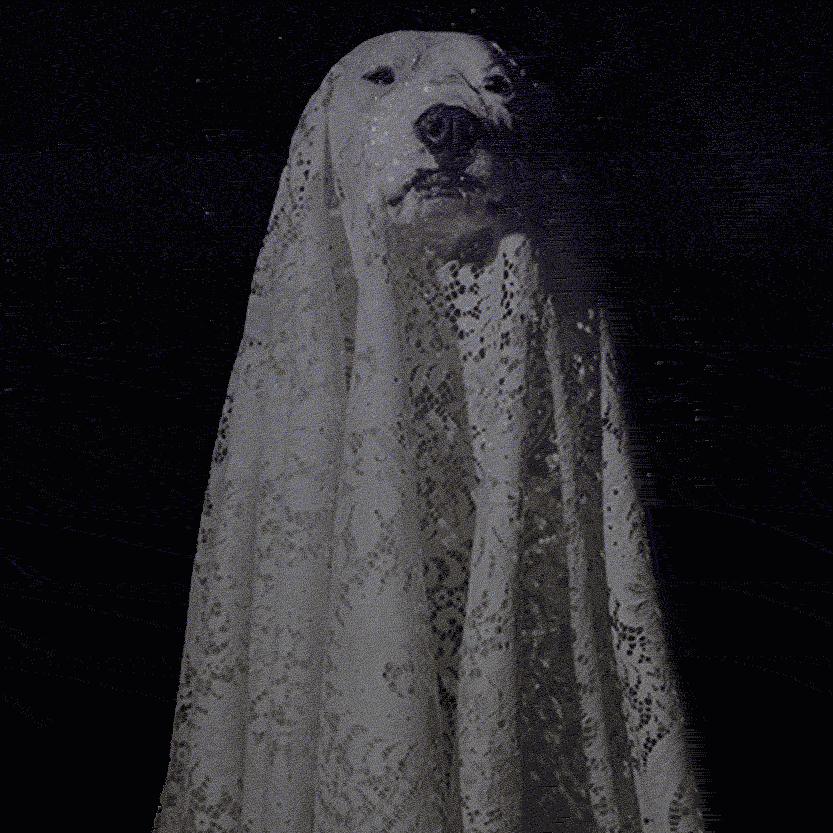 digital_bark_halloween_email_thumb.gif