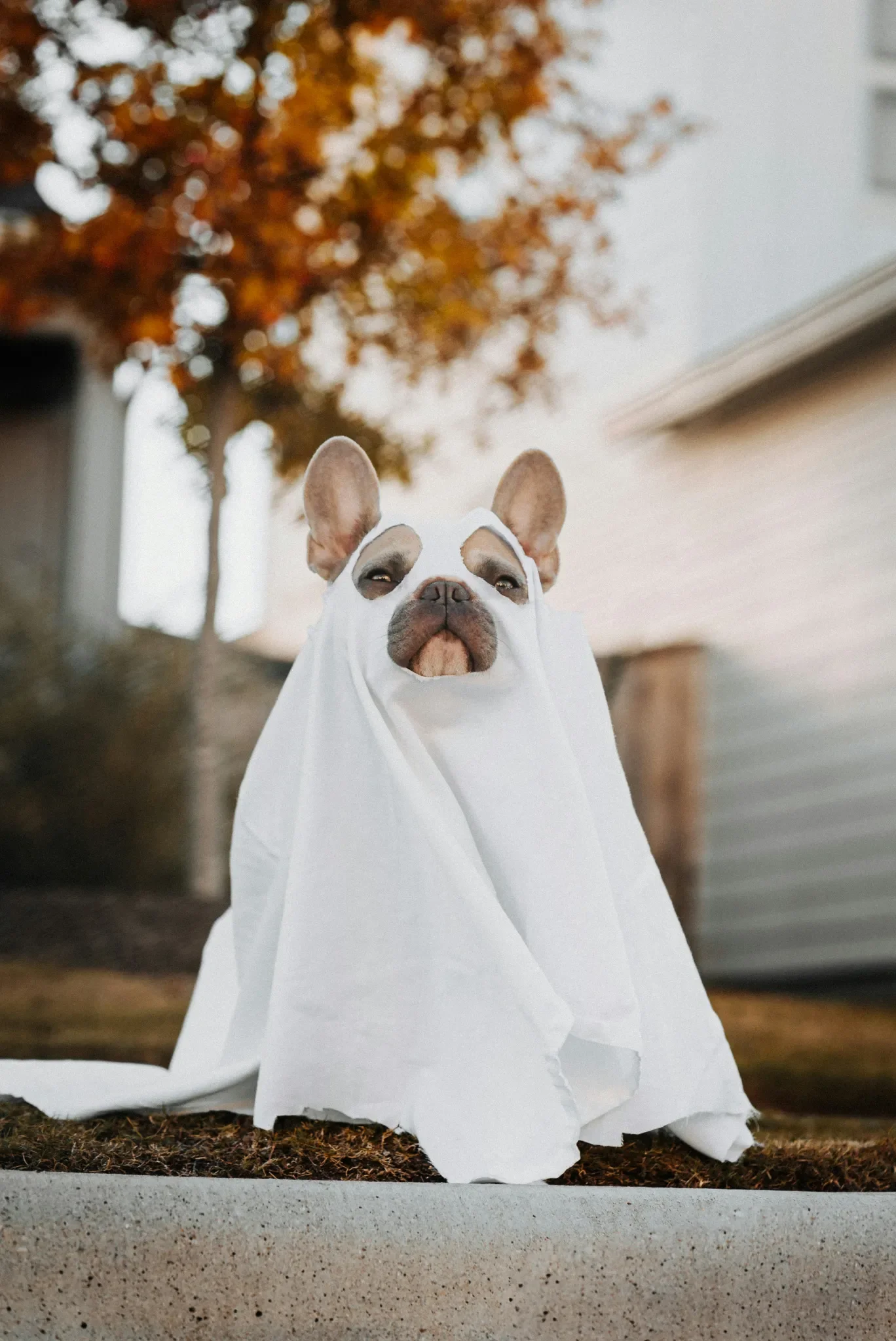 Elsie and the Ghostly Goat