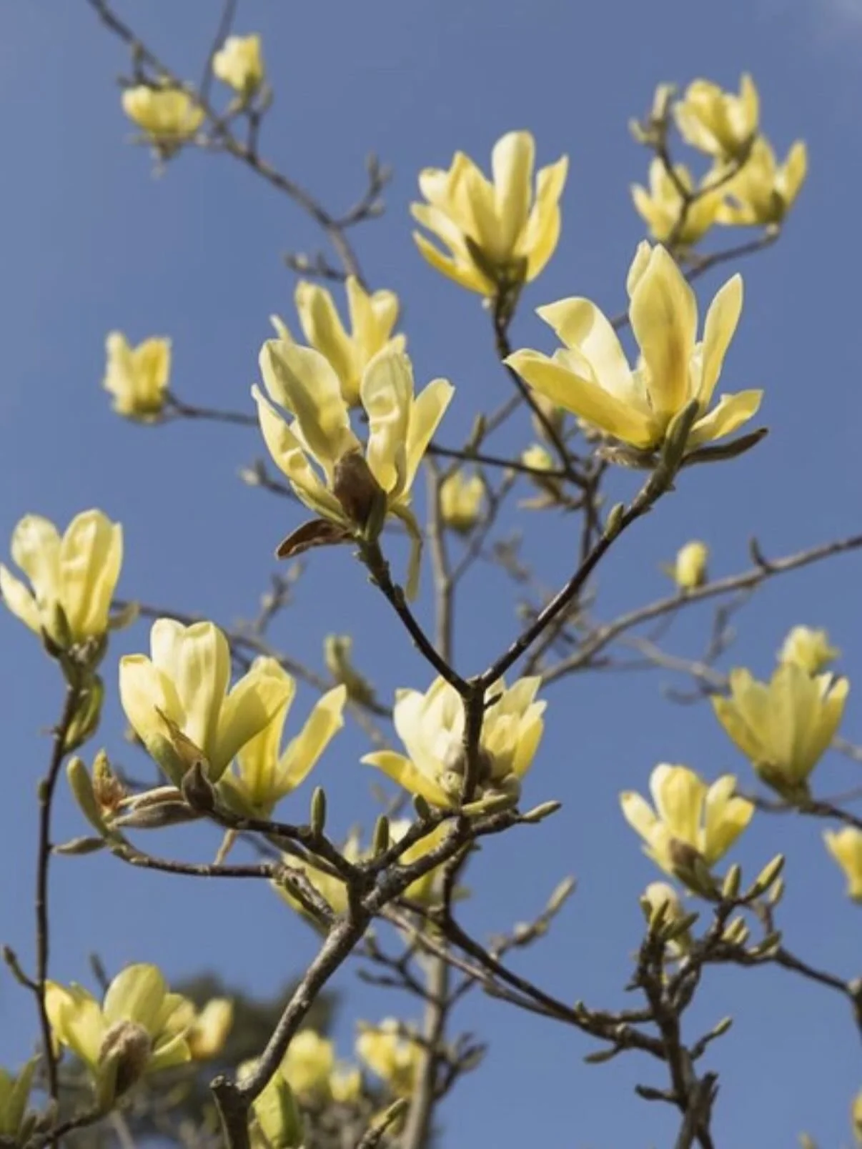 Some Spring moments 🌼 🌸 🌱 

Mostly saved and intended to post in March, however I&rsquo;ve been mostly offline tending to health and creativity. ✨ 

Going slowly and savouring the spring blooms, nurturing gardens, body &amp; projects, and being gr