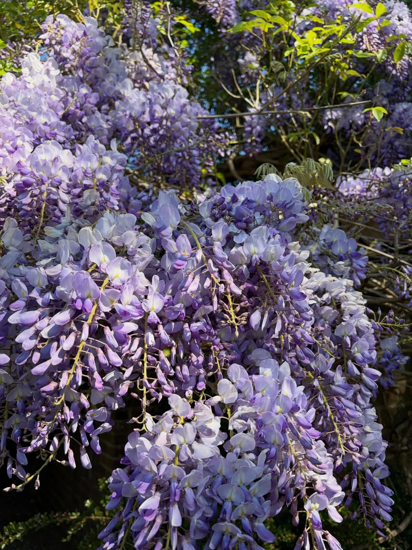 Some moments and themes of April

🪻Colour~ purple, lilac and copper

🪻Bluebelle everything😄~picnics, naps, forest bathing, walks, dancing, meditation, drawing.

🪻Favourite heavenly scents~ wisteria, bluebelles, lilacs, and an Iris that smelt so j