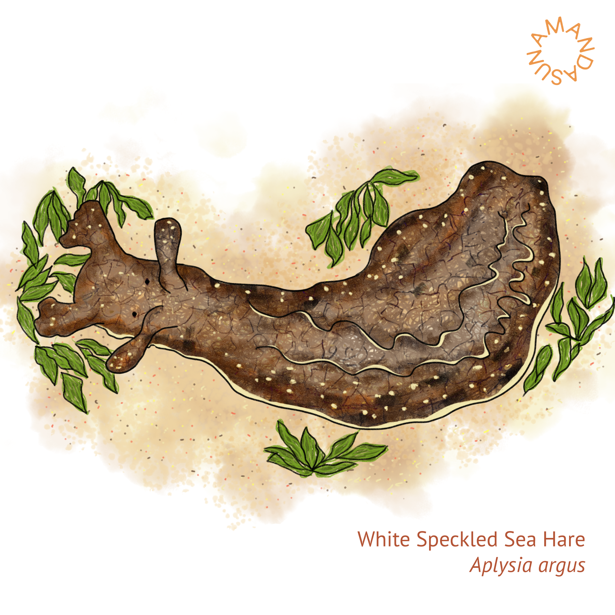 3 life lessons from sea hares.