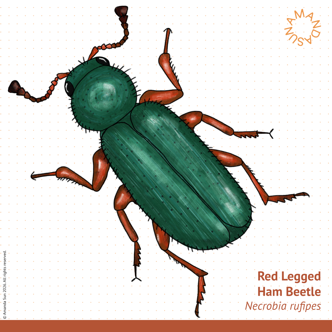 Stylish, devilish &amp; sometimes helpful.  Meet the Red Legged Ham Beetle.