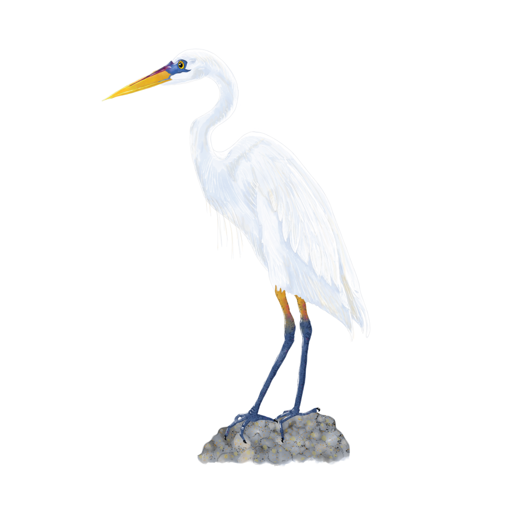 Heron.png