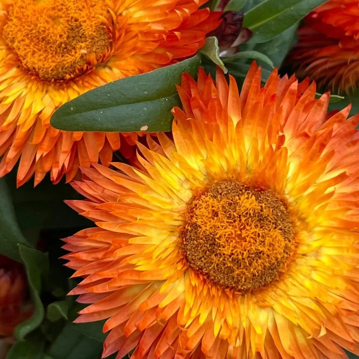 Orangene und gelbe Blüten mit braunem Mittelpunkt, einige grüne Blätter im Hintergrund.