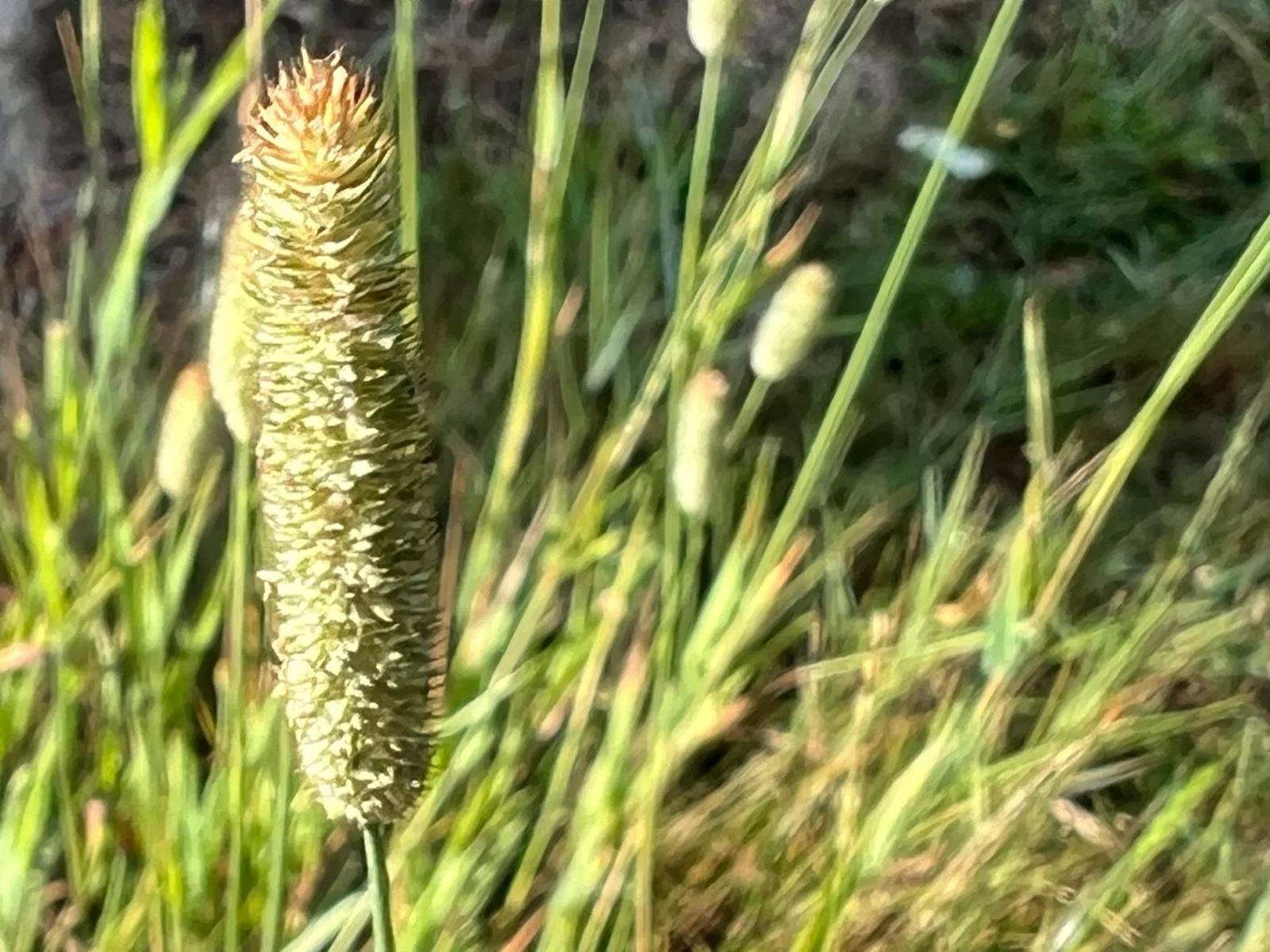 Gras Macro
