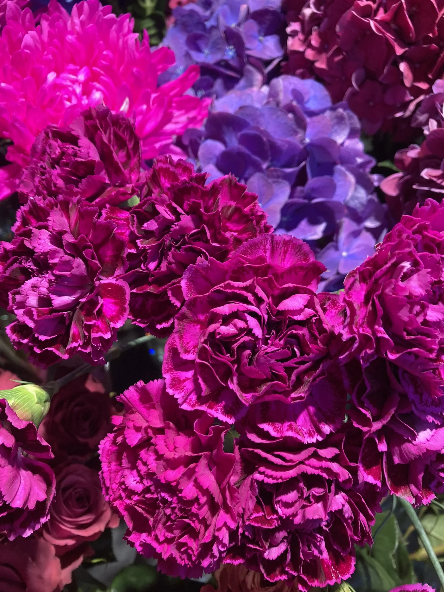 Bunte Blumen, hauptsächlich pink, purple und rote Hortensien, im Garten oder Blumenbeet