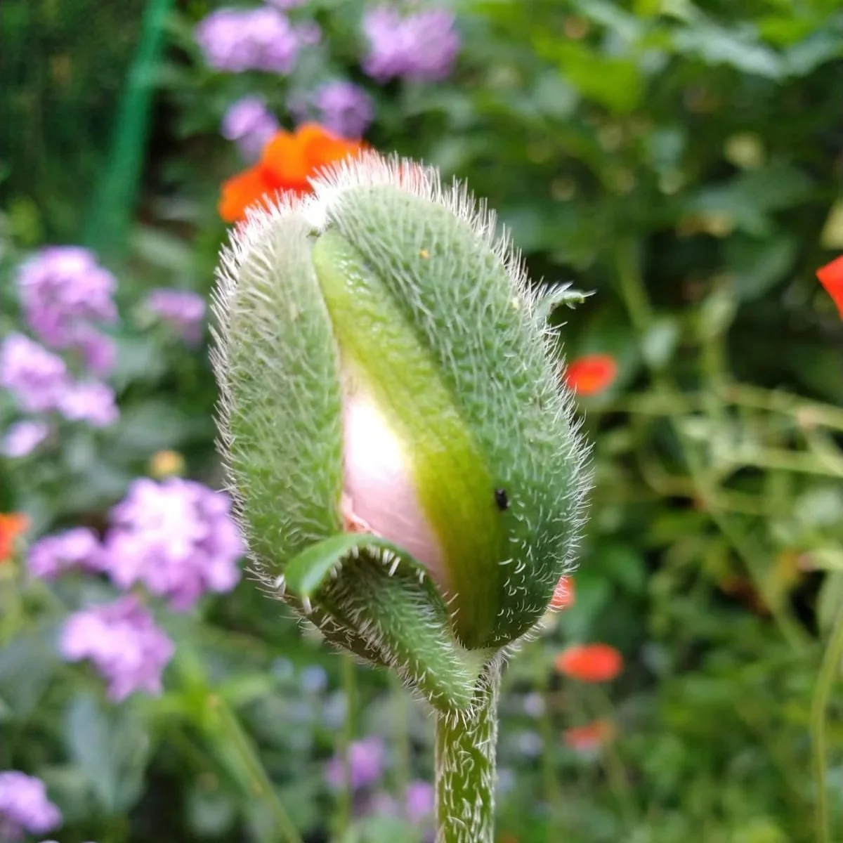 Nahaufnahme einer Mohnblume in der Knospe, umgeben von bunten Blumen im Hintergrund.