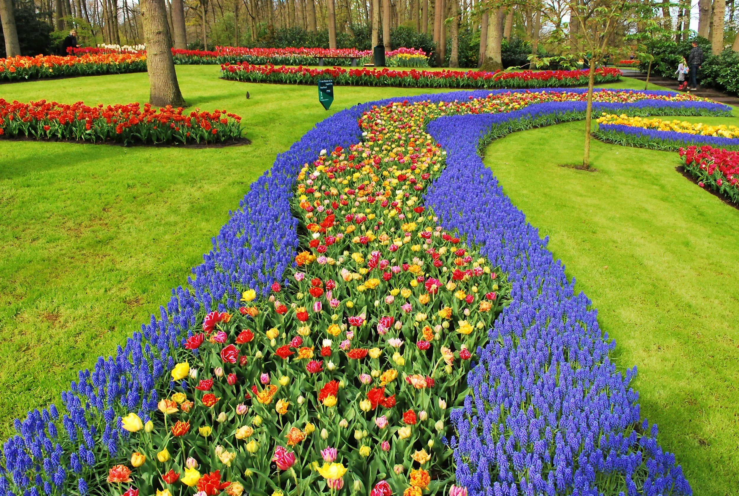 Tulips in bloom at Keukenhof