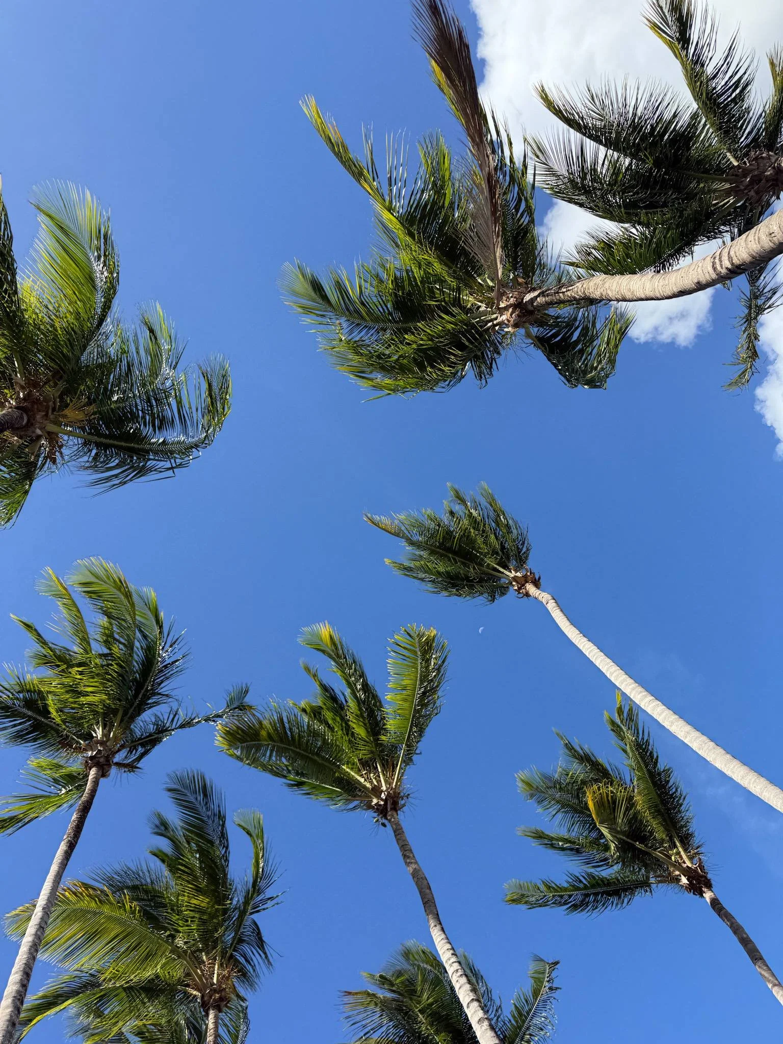 four-seasons-costa-rica-palm-trees.jpg
