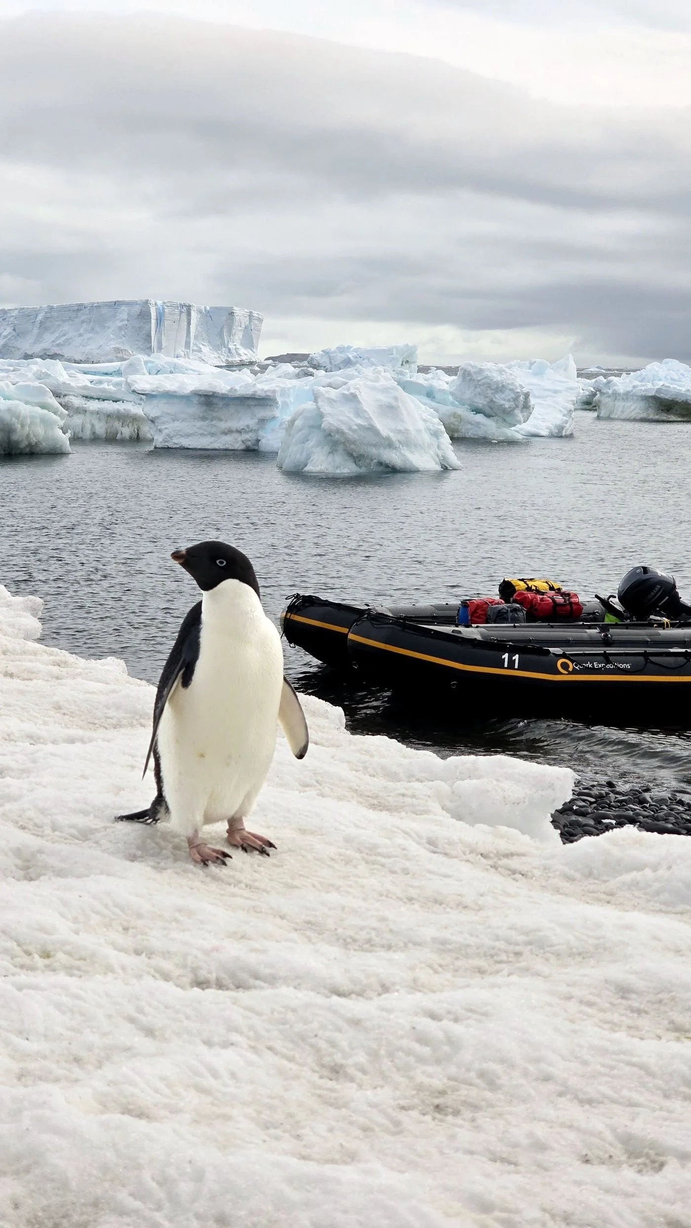 Silversea vs. Quark vs. Lindblad: How to Choose the Right Antarctica Expedition
