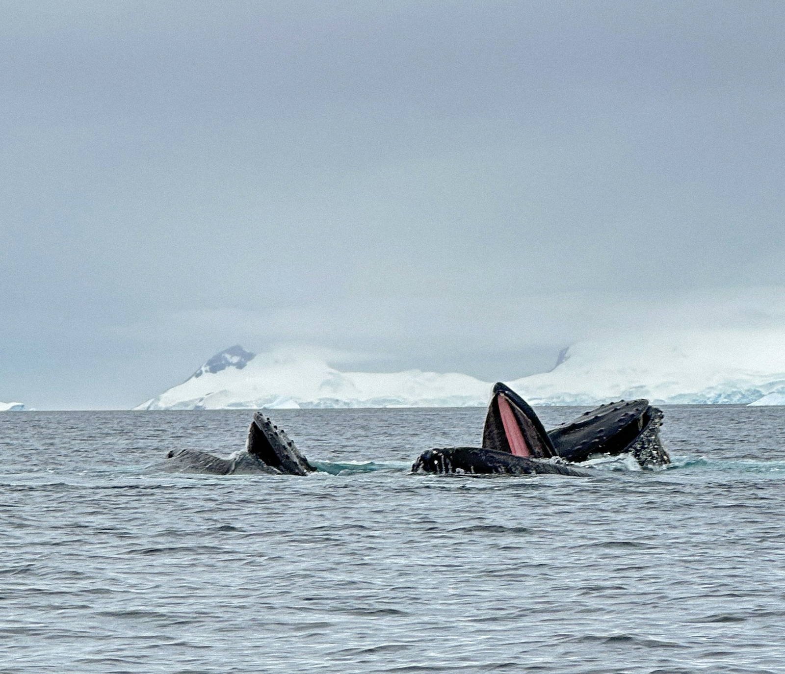 Two humpback whales surface with mouths open while lunge feeding, snow-covered Antarctic mountains behind them.