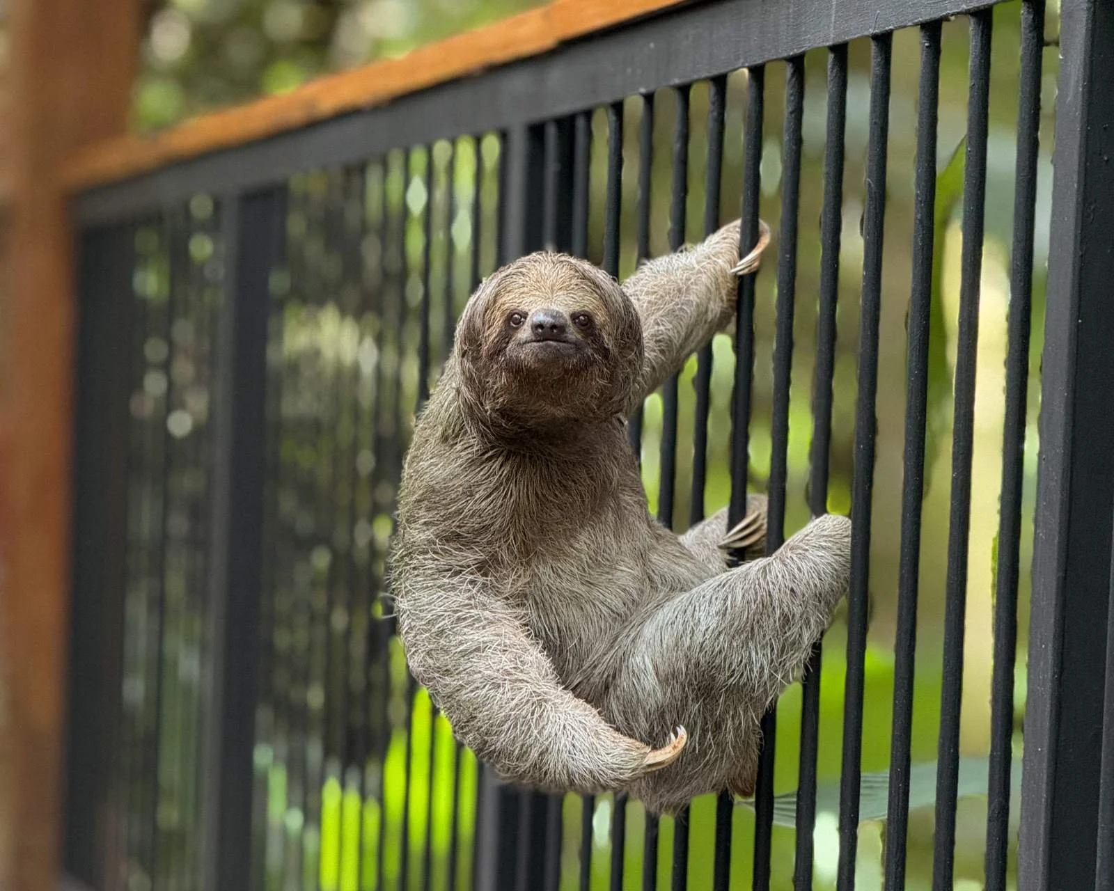 Three-toed sloth hanging on a balcony railing at Nayara Tented Camp Costa Rica