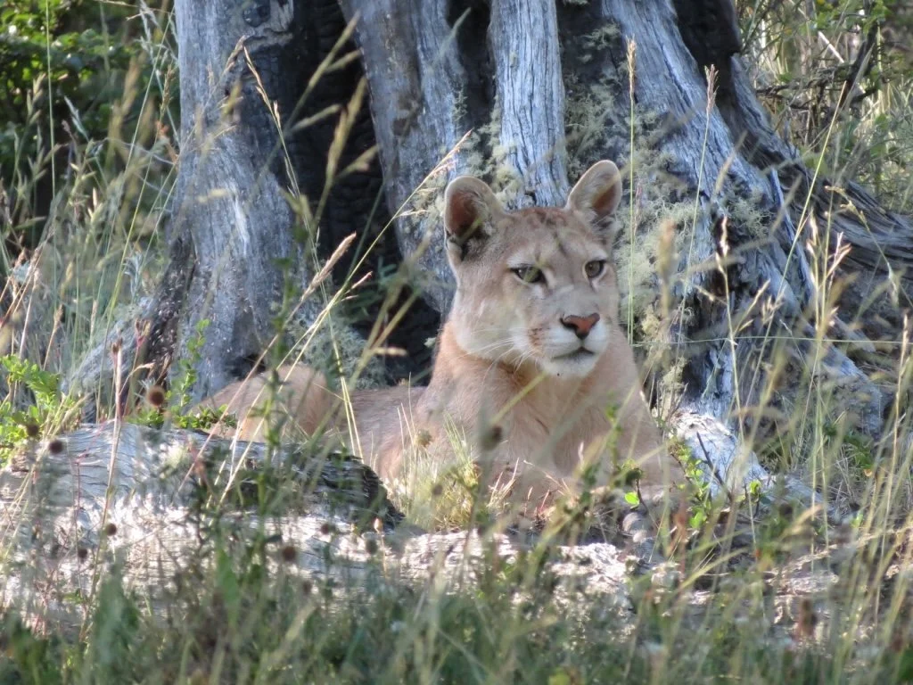 A puma resting in long grass beneath a fallen tree on Awasi Patagonia’s private reserve