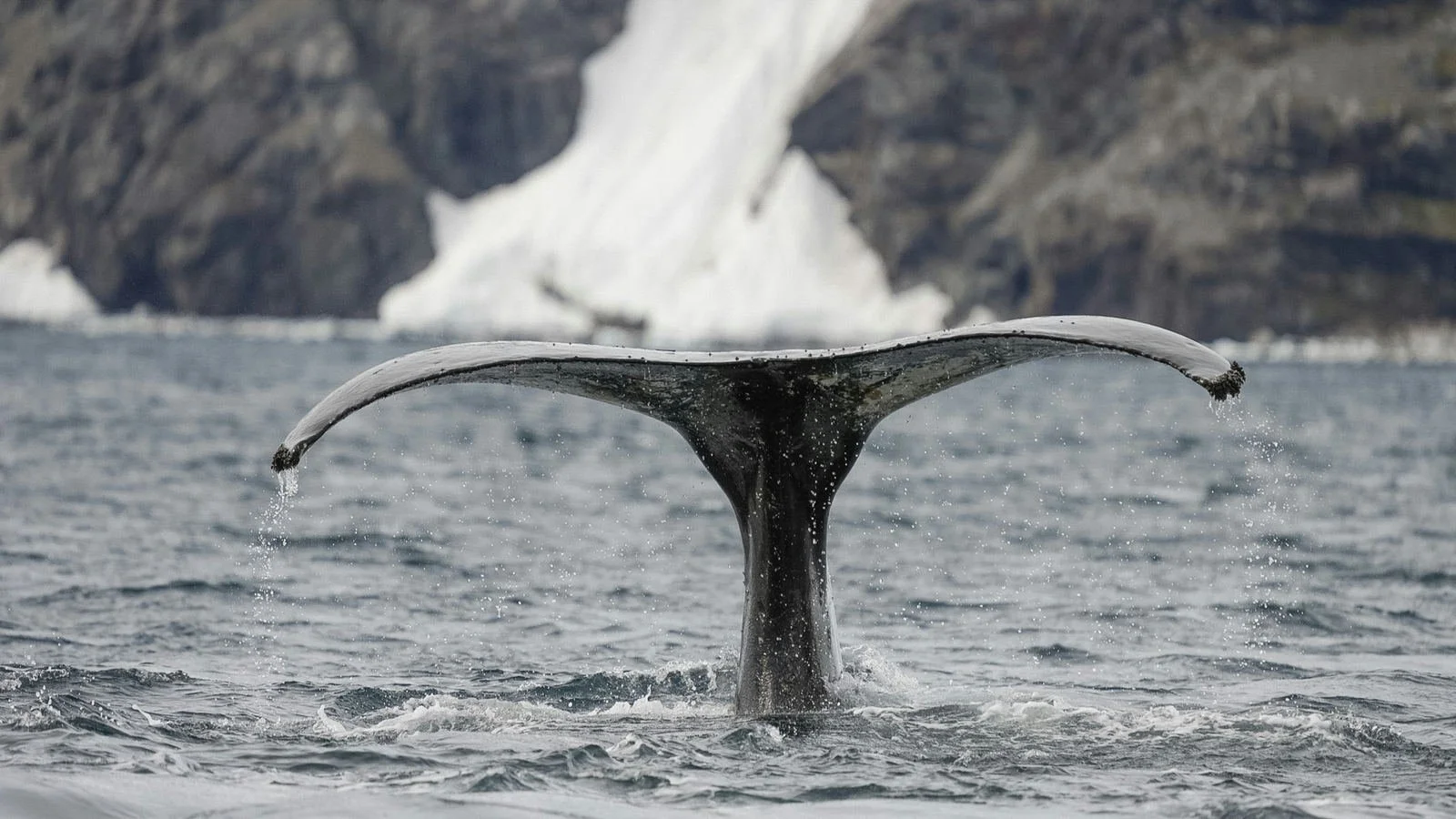 A humpback whale fluke raised above the water with a glacier and dark cliffs behind, Antarctic Peninsula.