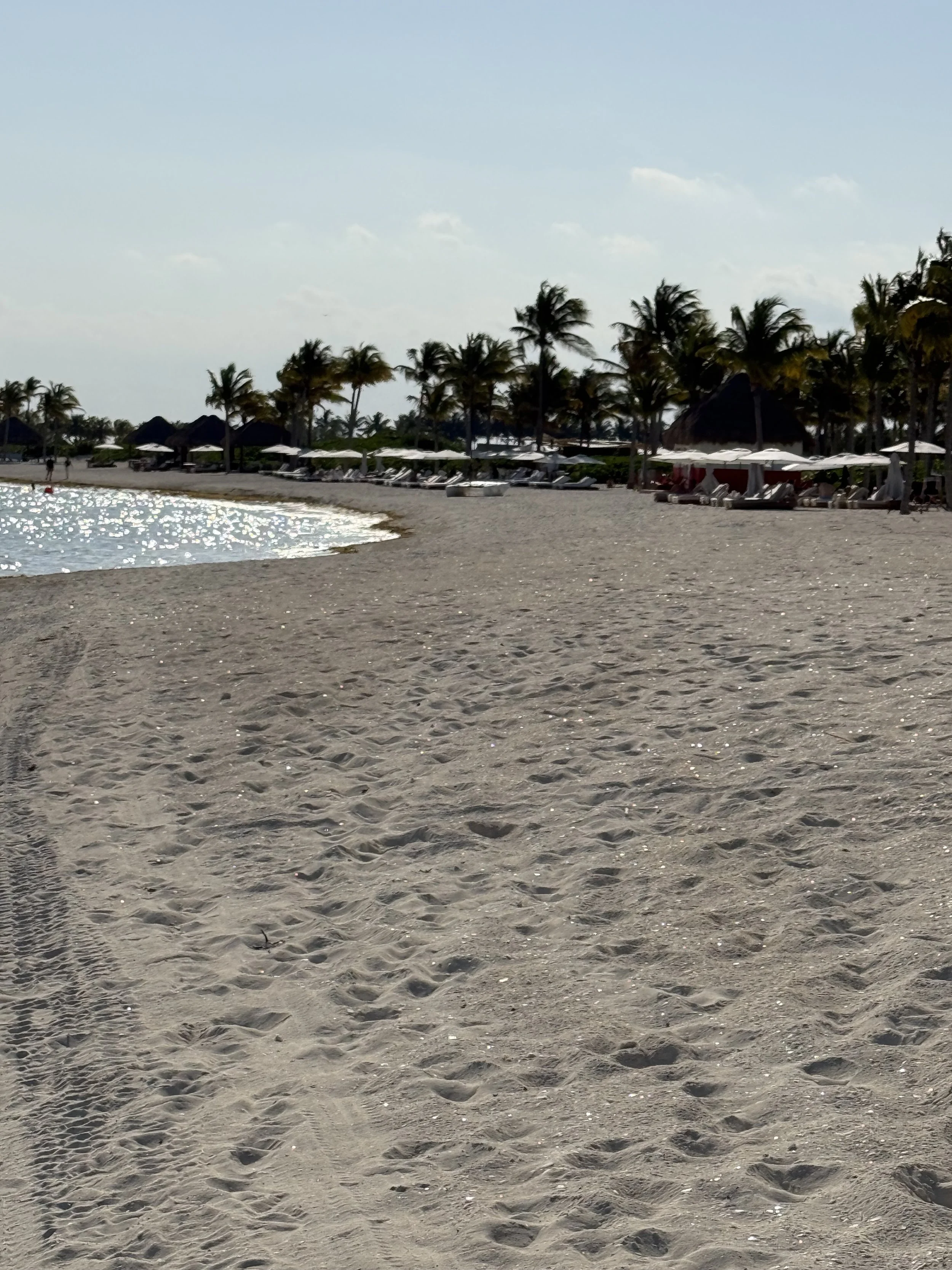 Calm shoreline with palapas, sun loungers and a dense palm grove at a beach resort in Mexico