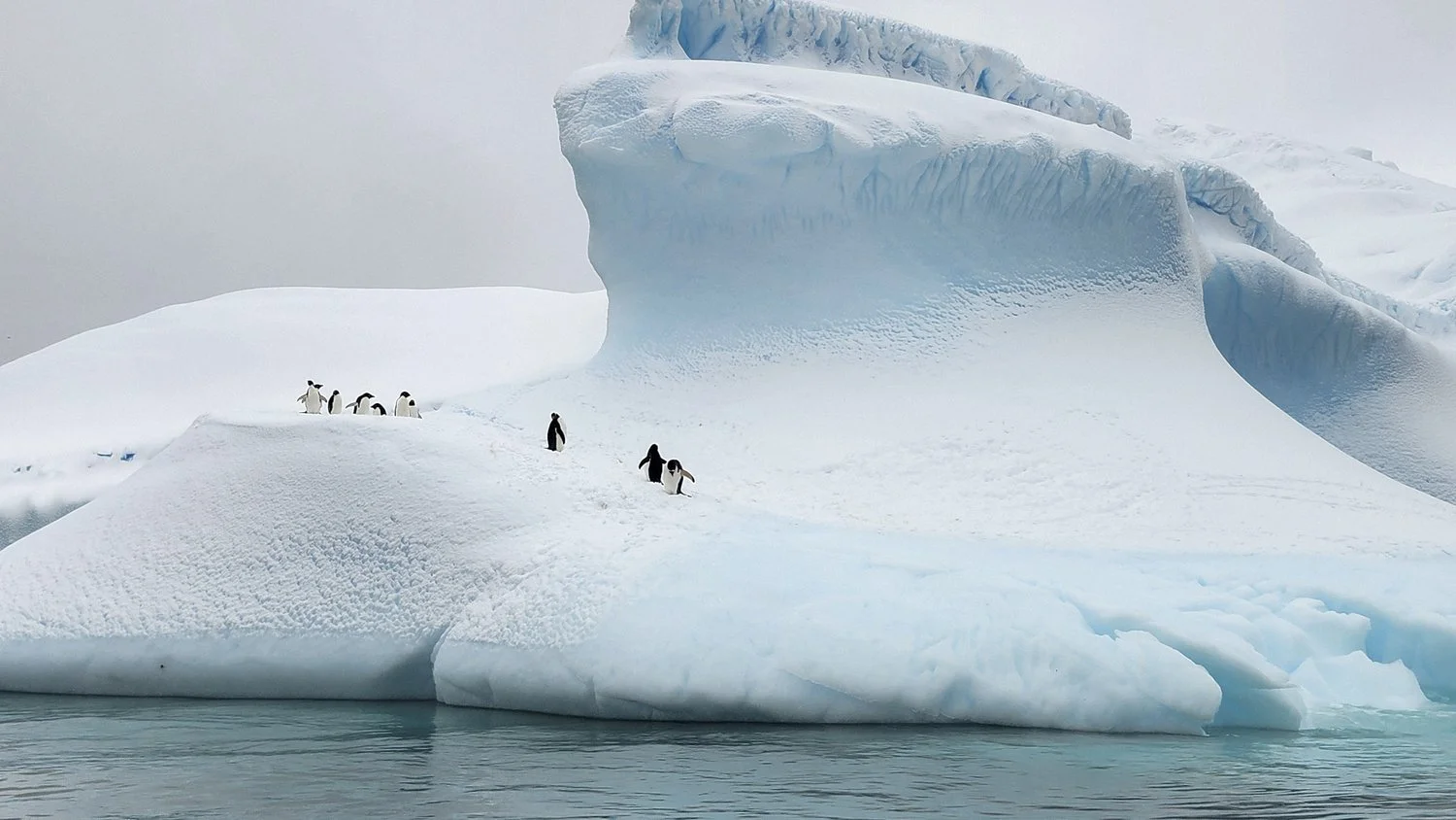 Adelie penguins on an iceberg along the Antarctic Peninsula