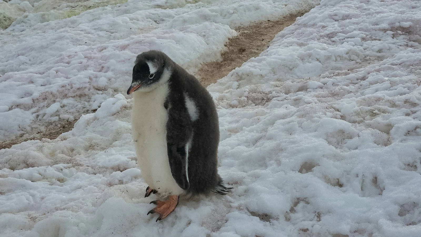 A downy gentoo penguin chick standing beside a worn brown path cut through dirty melting snow on the Antarctic Peninsula late in the season.