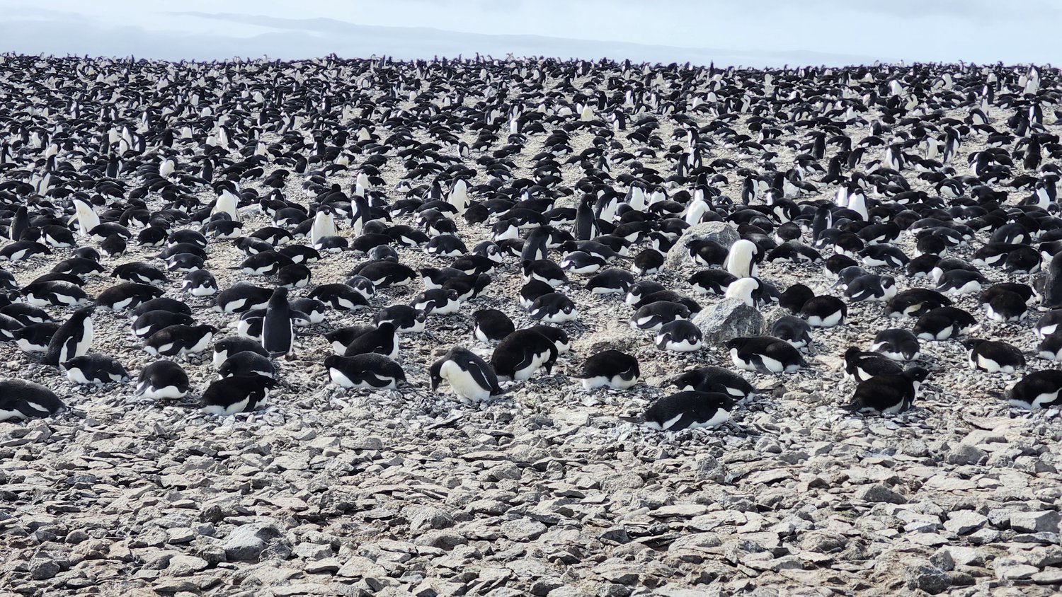 Adelie penguin colony of about a hundred thousand pairs on Paulet Island, Antarctica