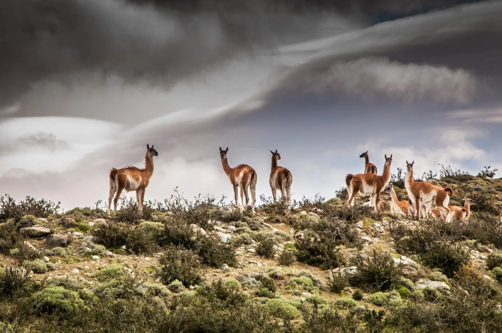 A herd of guanacos on a ridge in Patagonia beneath heavy lenticular cloud