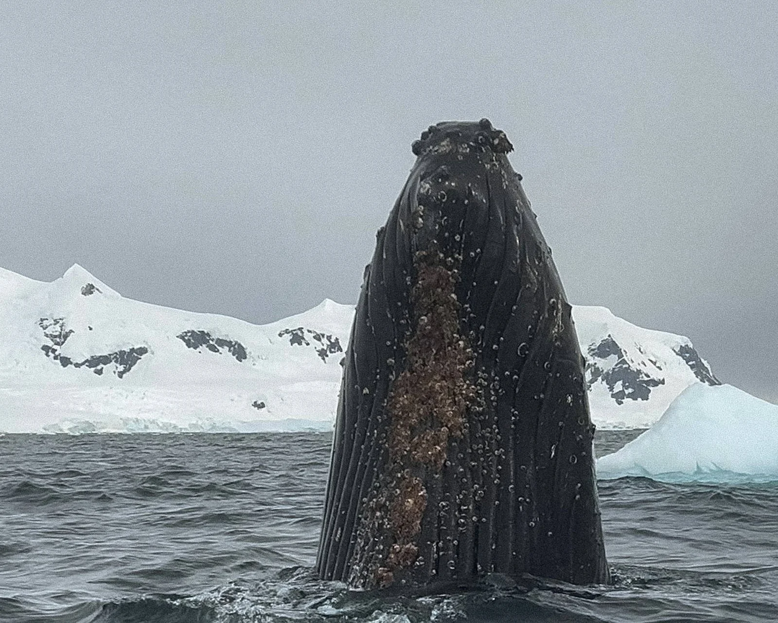 A humpback whale rising vertically out of the water, throat pleats and barnacles visible, with snow-covered coastline behind.