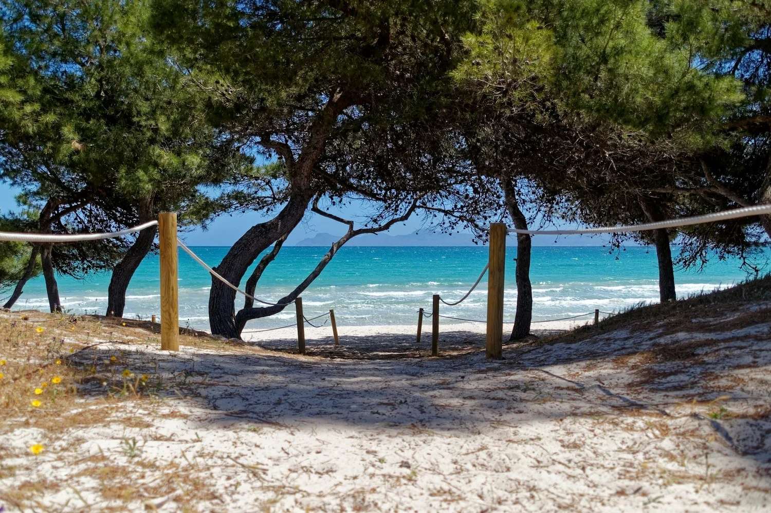Sandy path through pine trees leading to turquoise Mediterranean water on a beach in Mallorca.