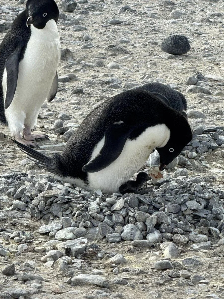 Adelie penguin with a newly hatched chick and eggshell at its nest in Antarctica