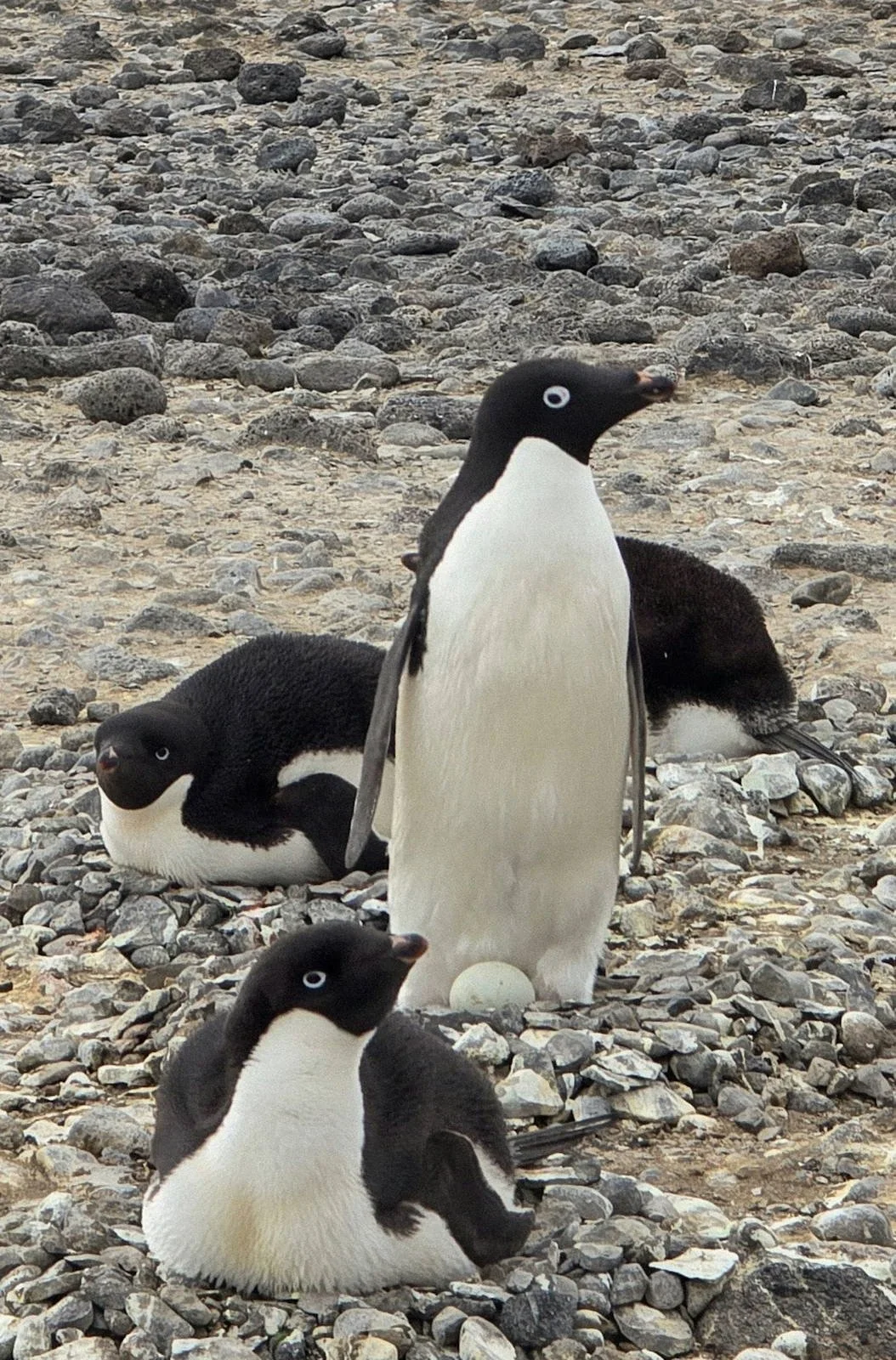 délie penguins on a rocky nesting site on the Antarctic Peninsula, one standing over a single white egg.