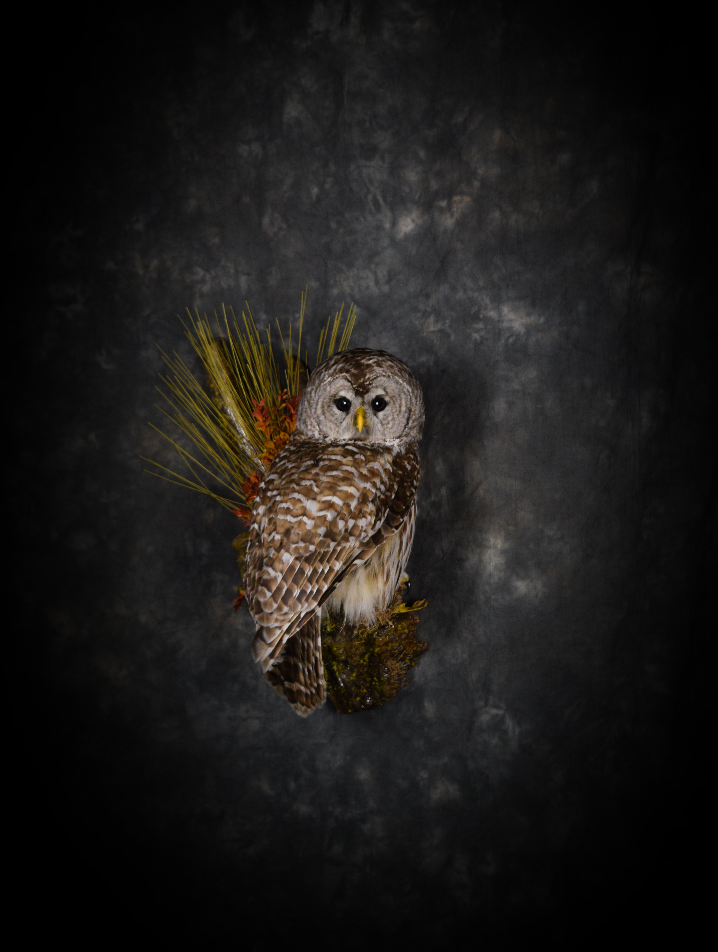 DSC_6690.png