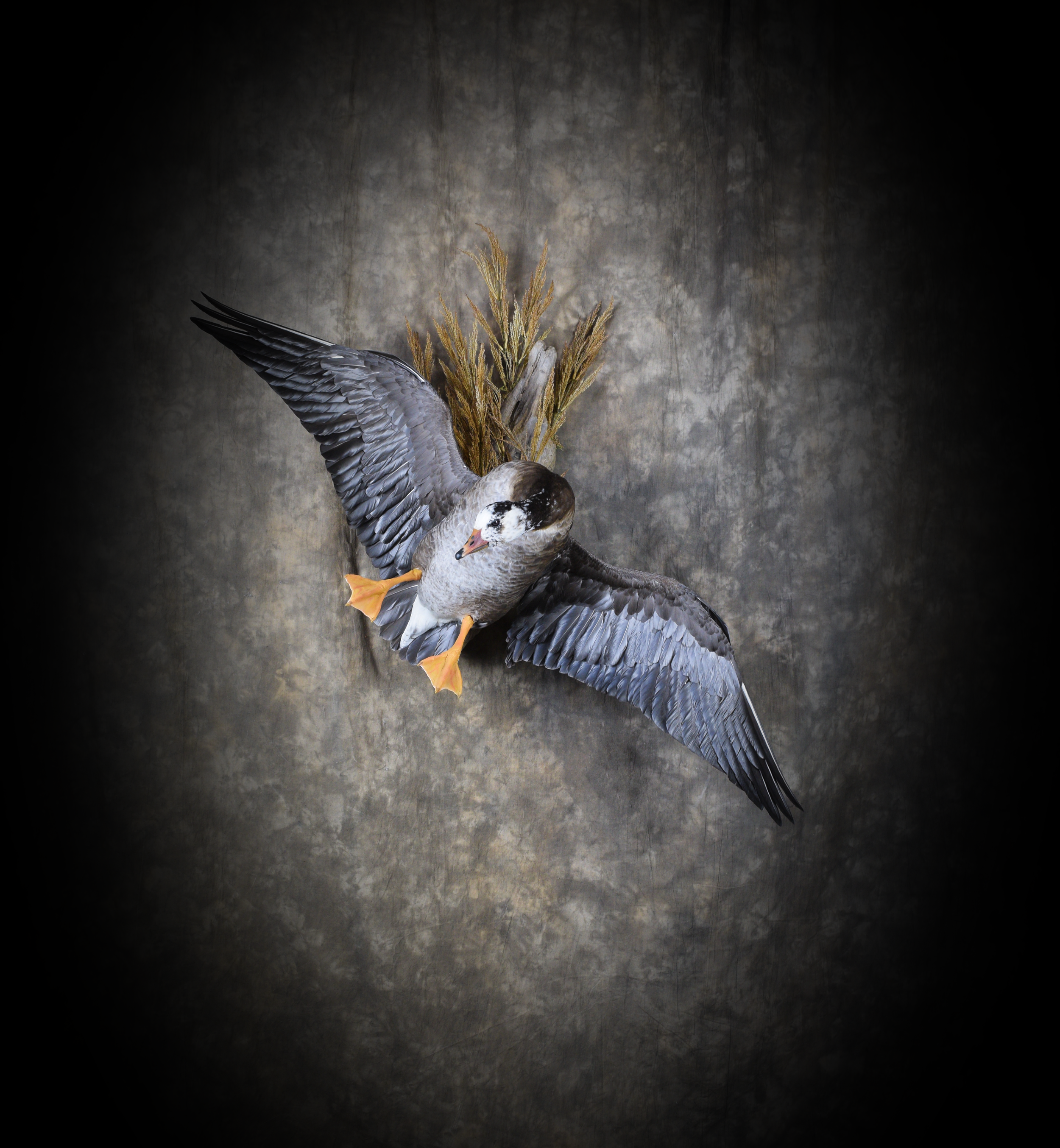 DSC_5292.png