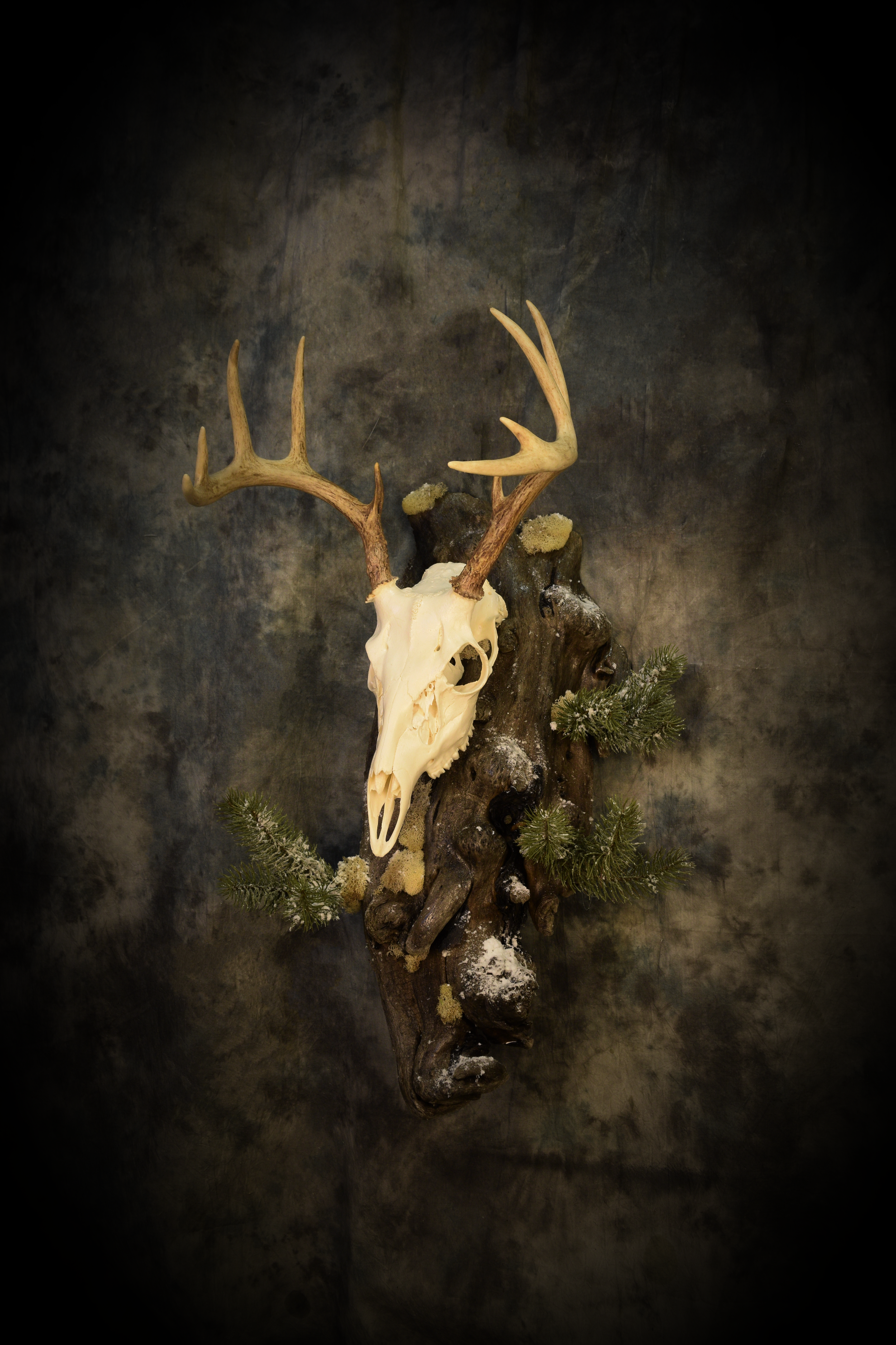 DSC_2537e.png