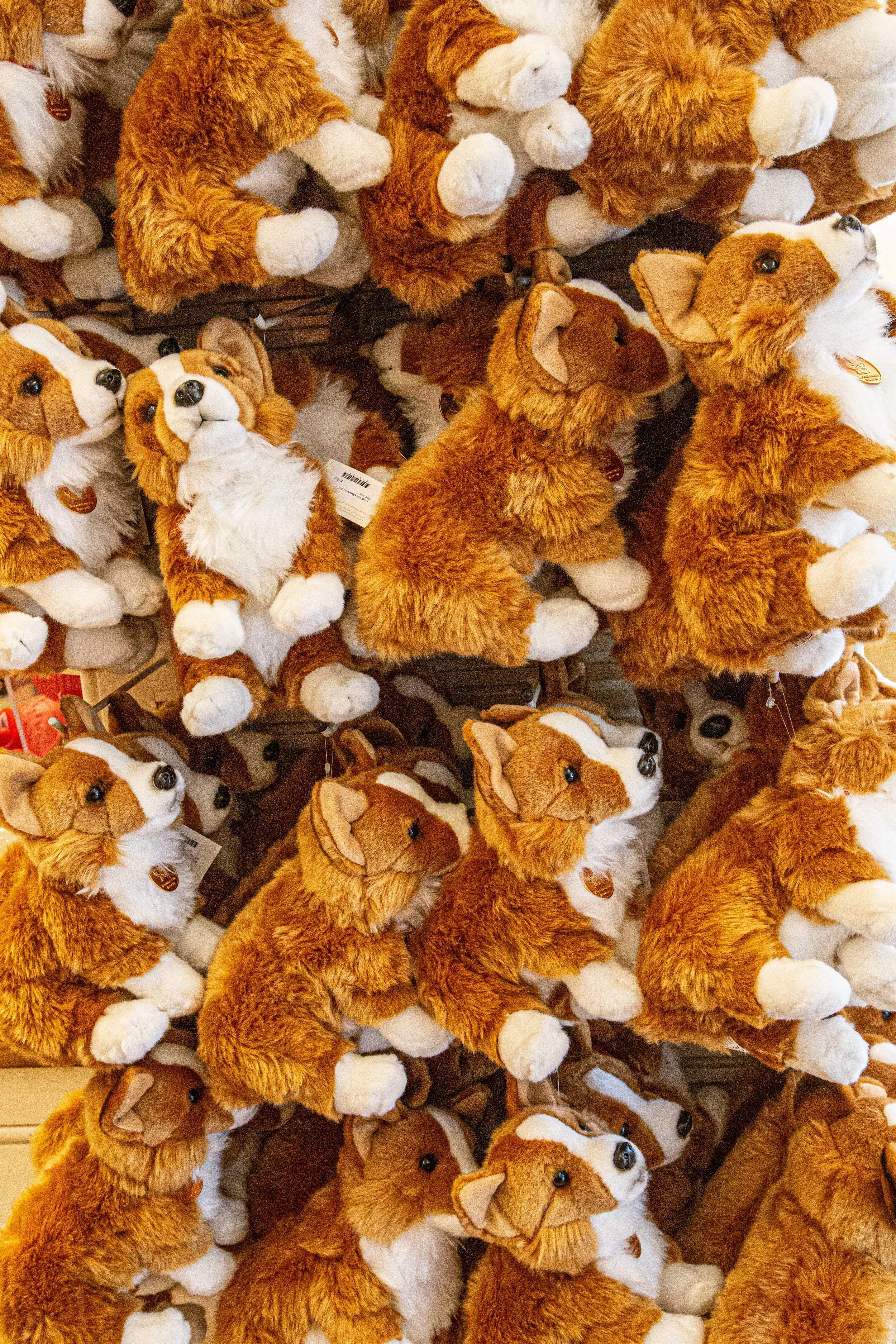 Windsor Castle Corgis