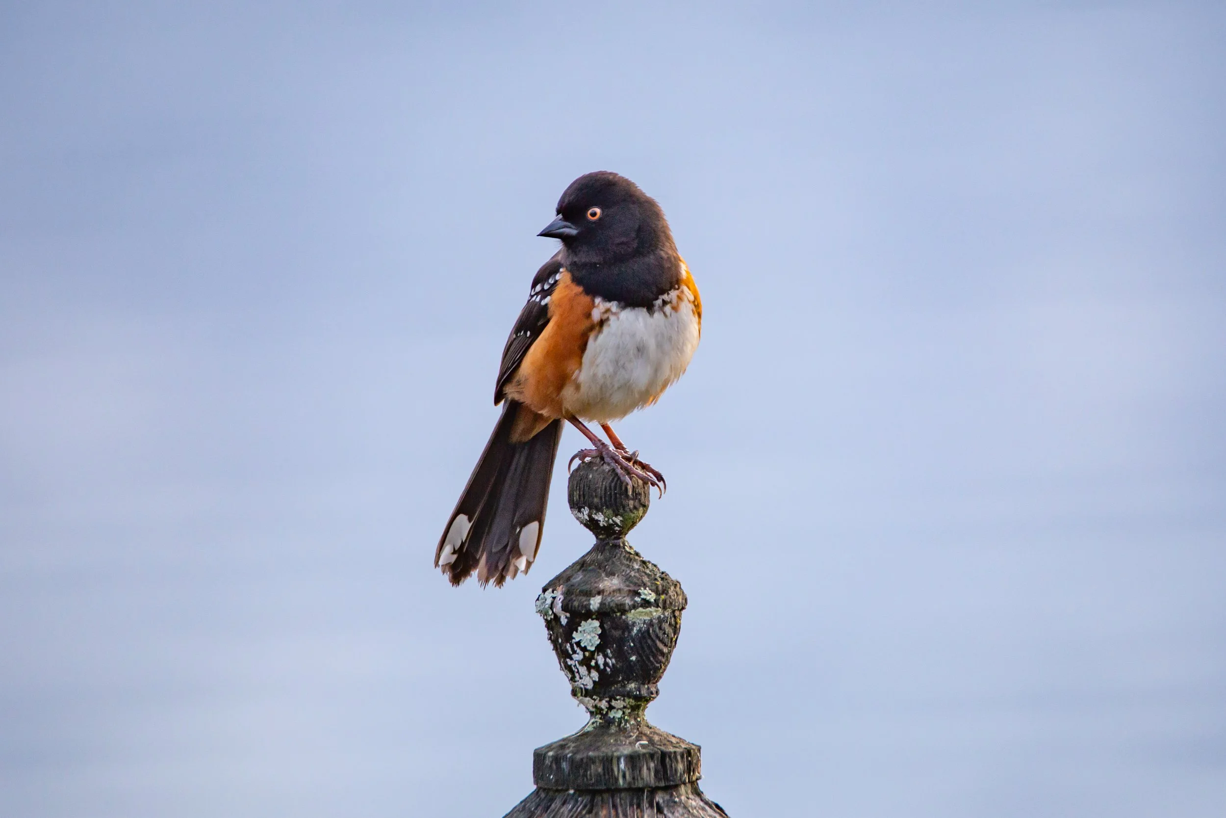 Robin